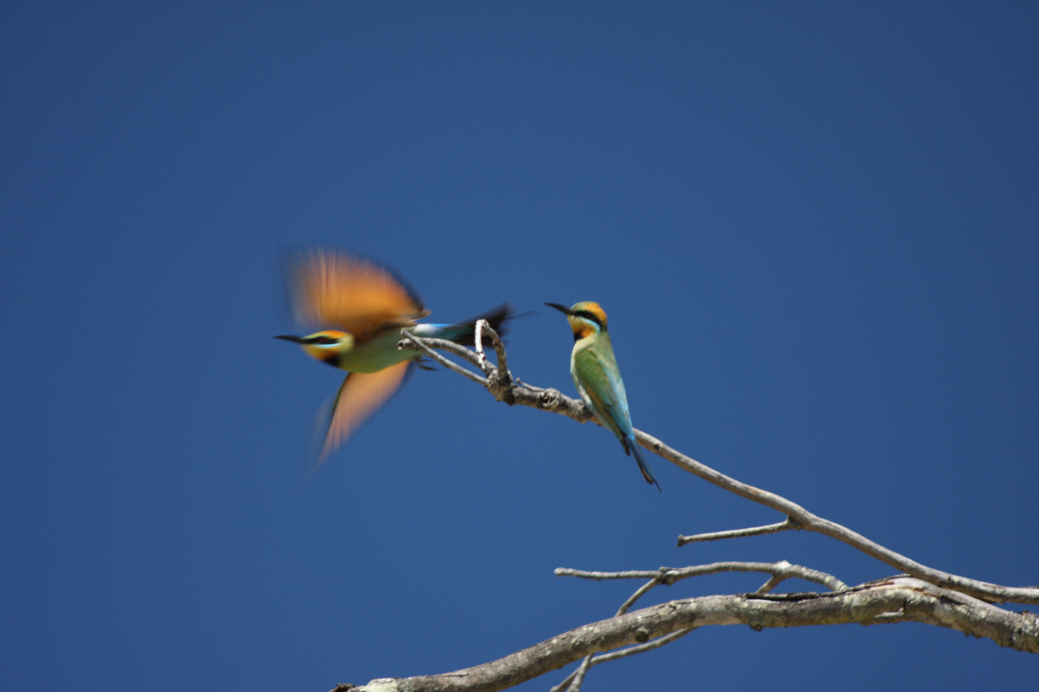 Canon EF 70-300mm F4-5.6 IS USM sample photo. Rainbow bee-eaters photography
