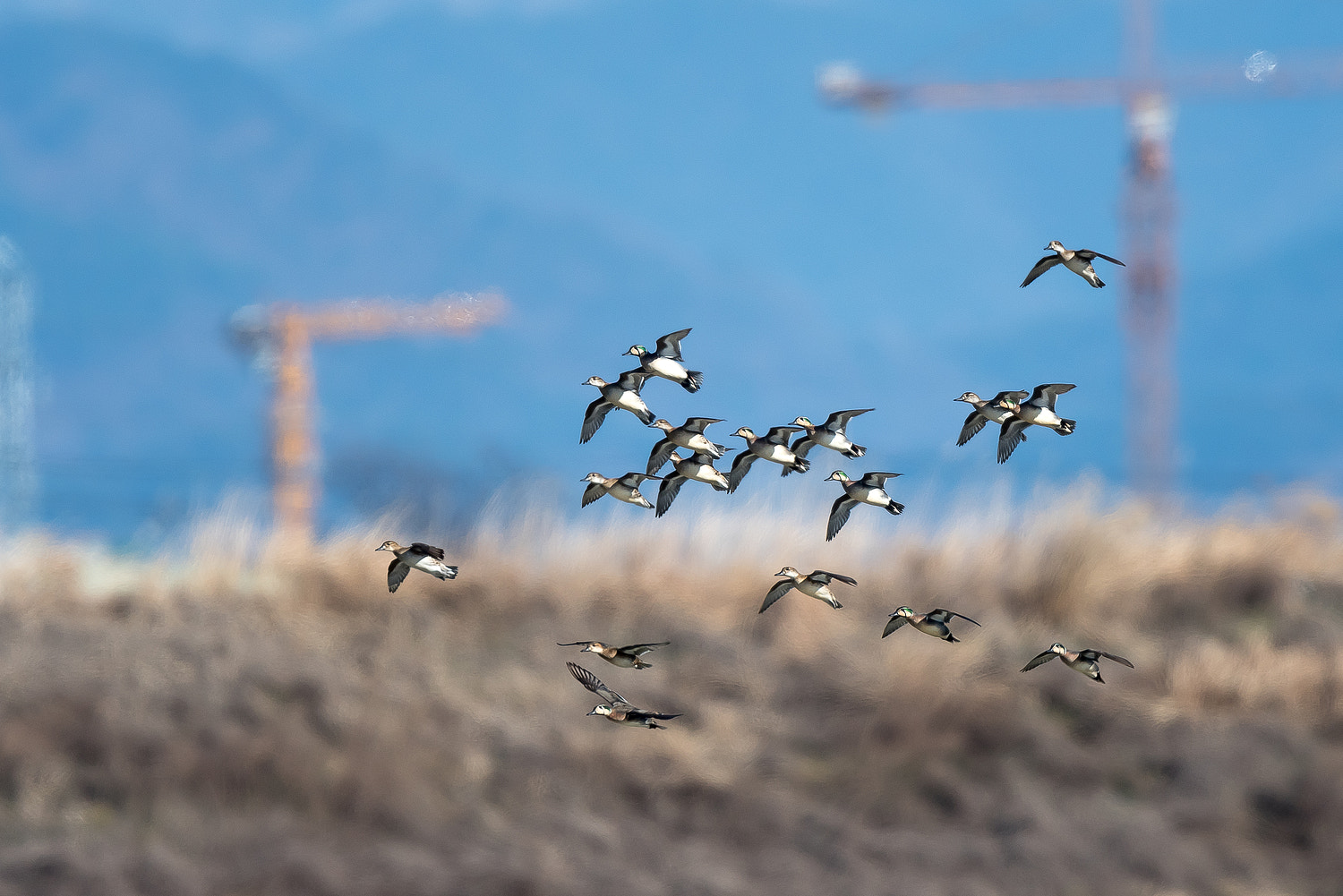 Nikon AF-S Nikkor 600mm F4E FL ED VR sample photo. Baikal teal photography