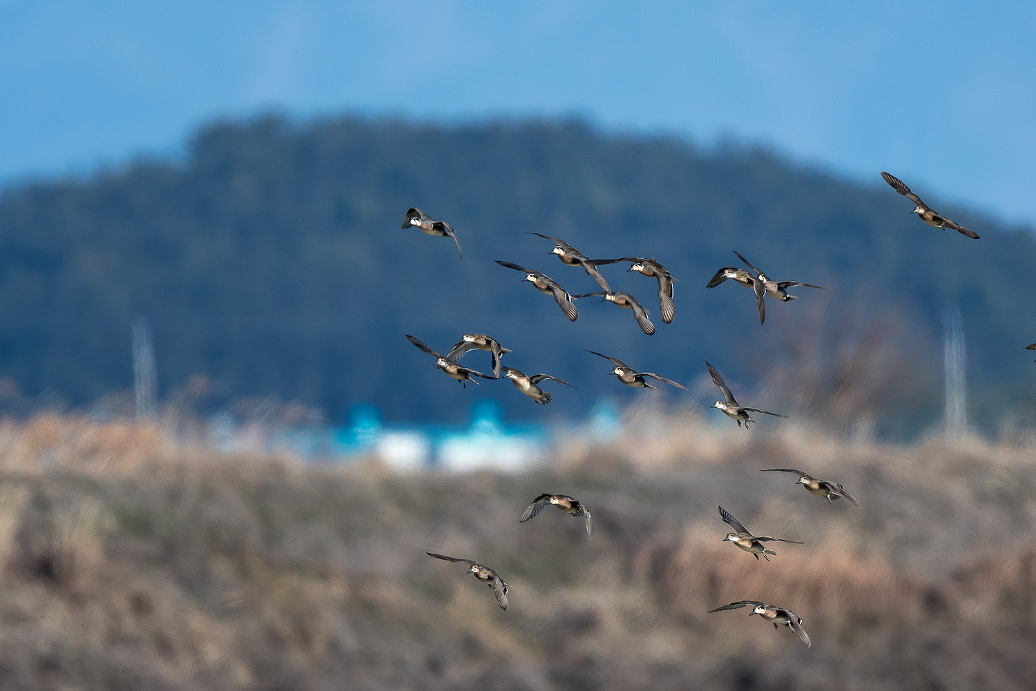 Nikon AF-S Nikkor 600mm F4E FL ED VR sample photo. Baikal teal photography