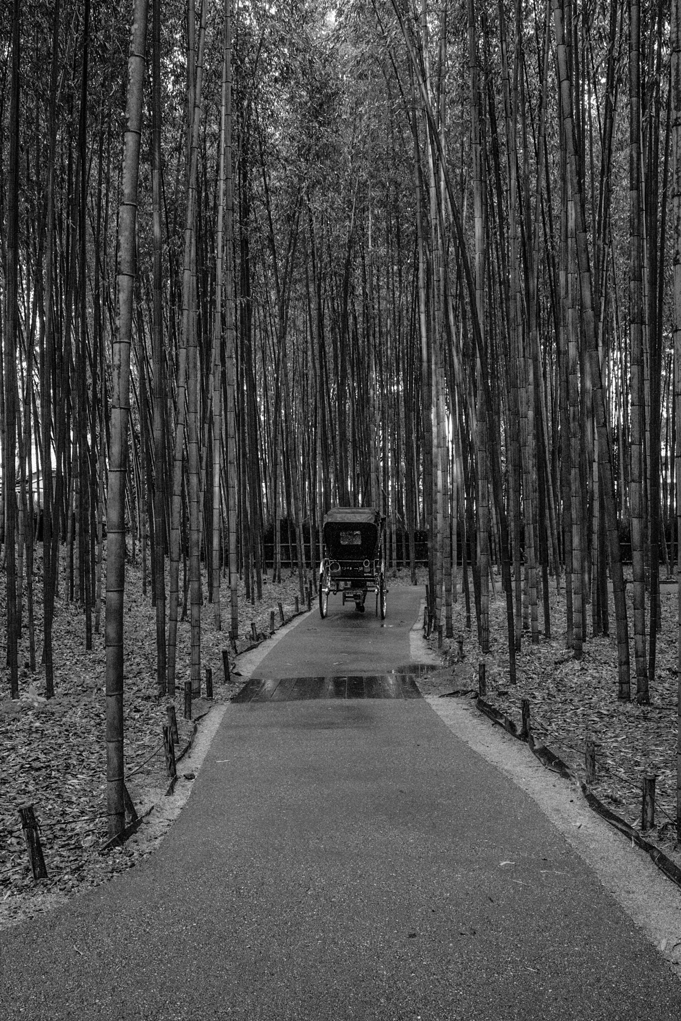 Canon EF 16-35mm F4L IS USM sample photo. Kyoto  sagano photography