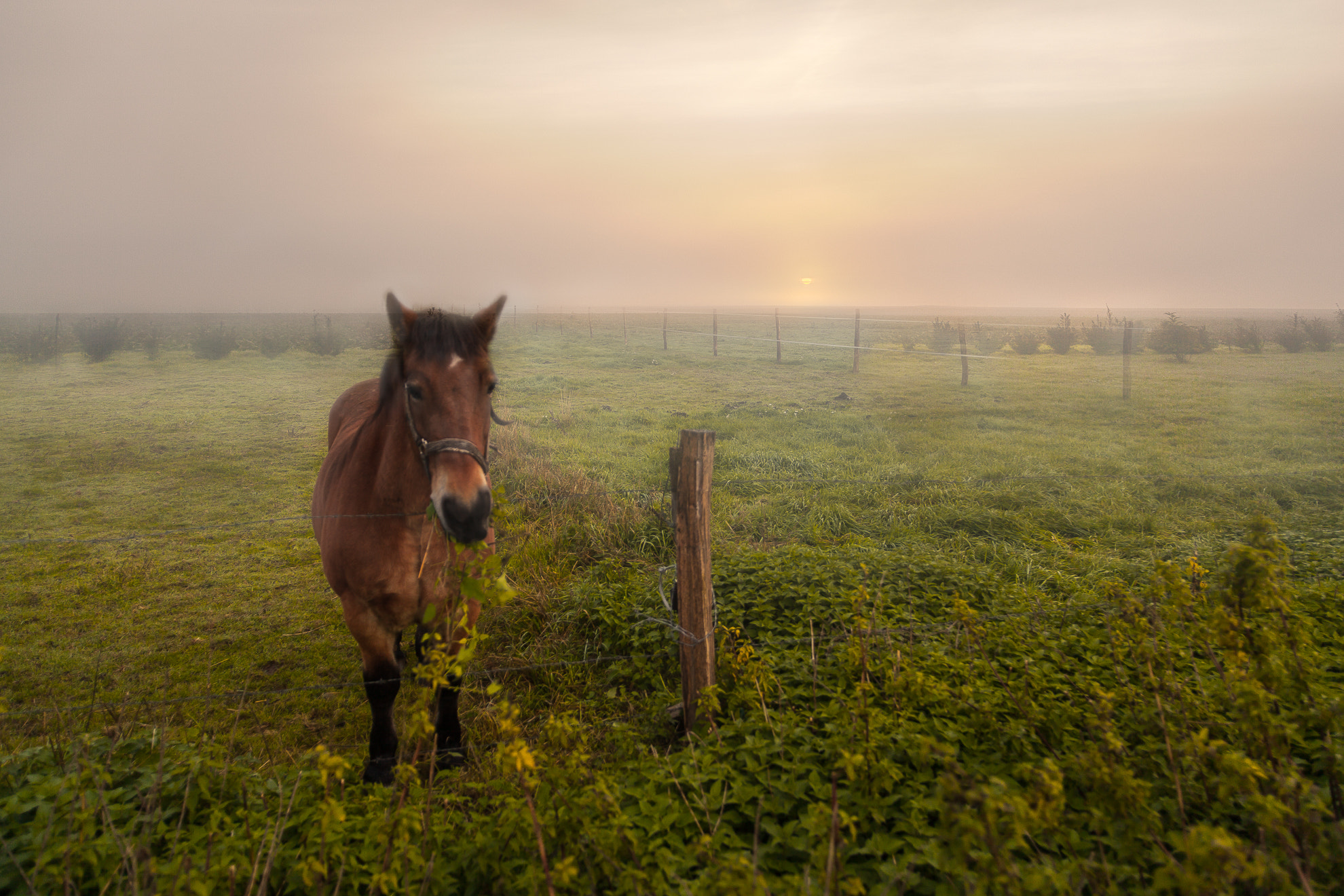 Canon EOS 5D Mark II + ZEISS Distagon T* 21mm F2.8 sample photo. Horse ii photography