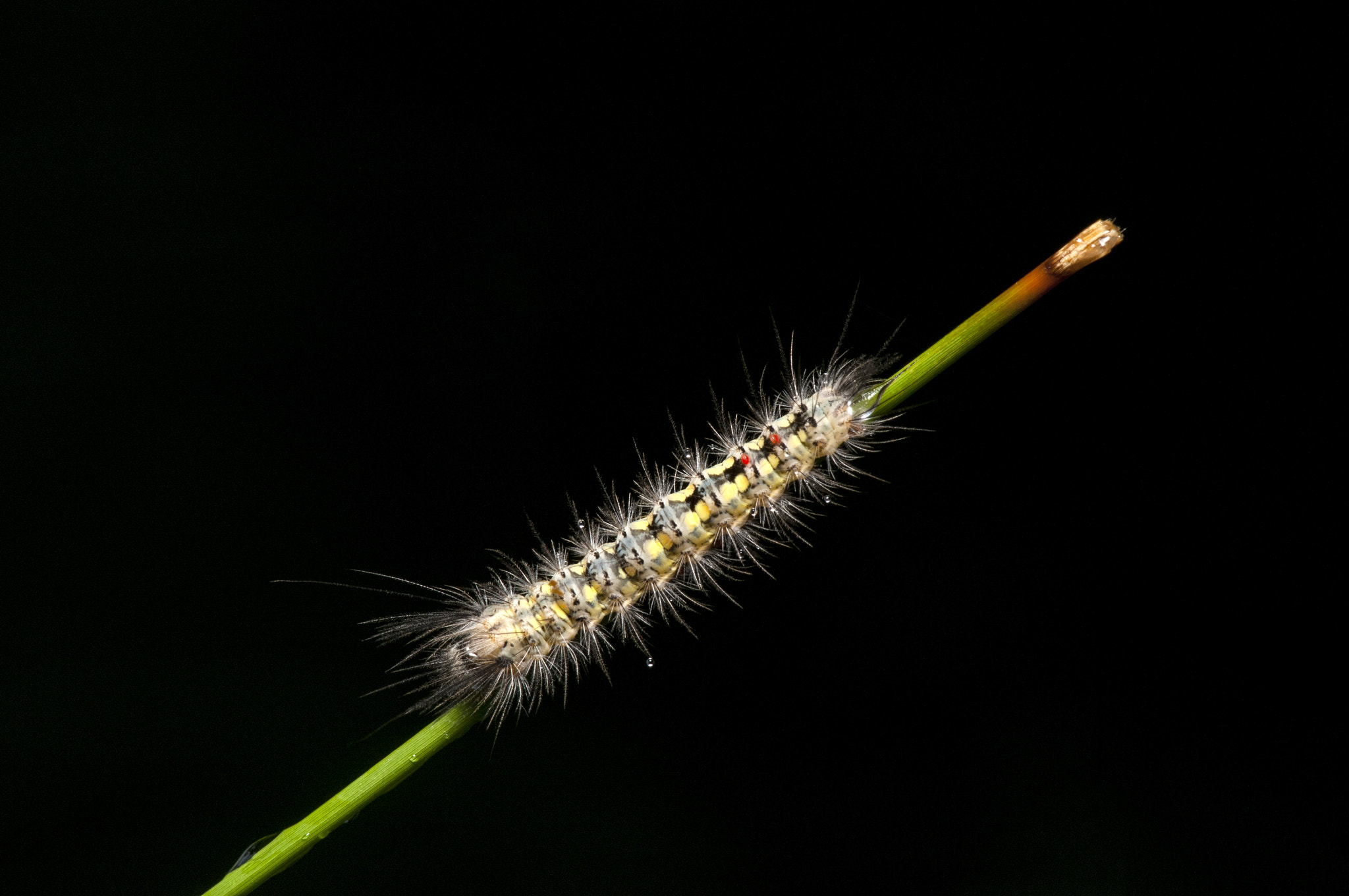 Nikon AF-S Micro-Nikkor 105mm F2.8G IF-ED VR sample photo. குறள் 77 photography