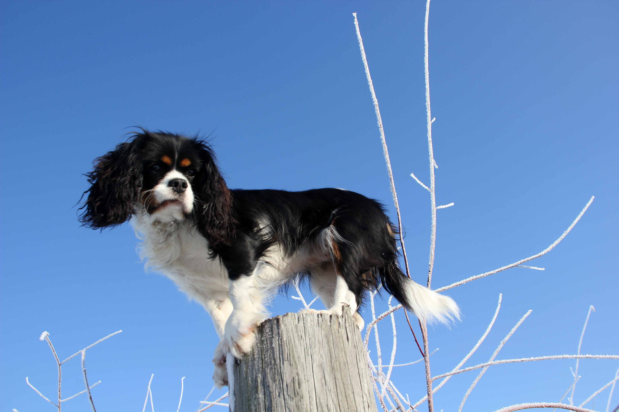 Canon EOS 550D (EOS Rebel T2i / EOS Kiss X4) sample photo. Sunny - sisters dog photography