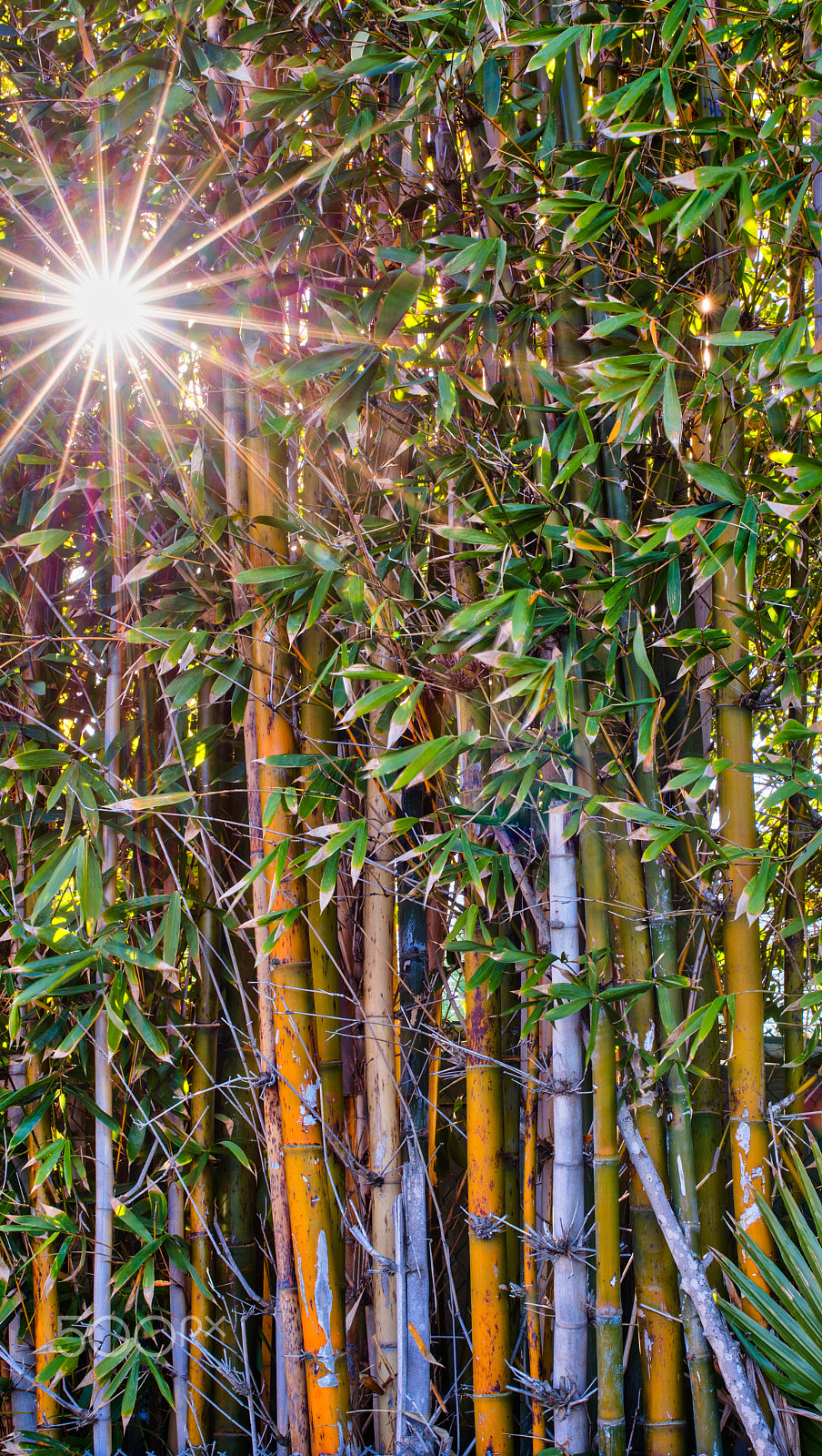 Sigma 35mm F1.4 DG HSM Art sample photo. Bamboo sunstar photography