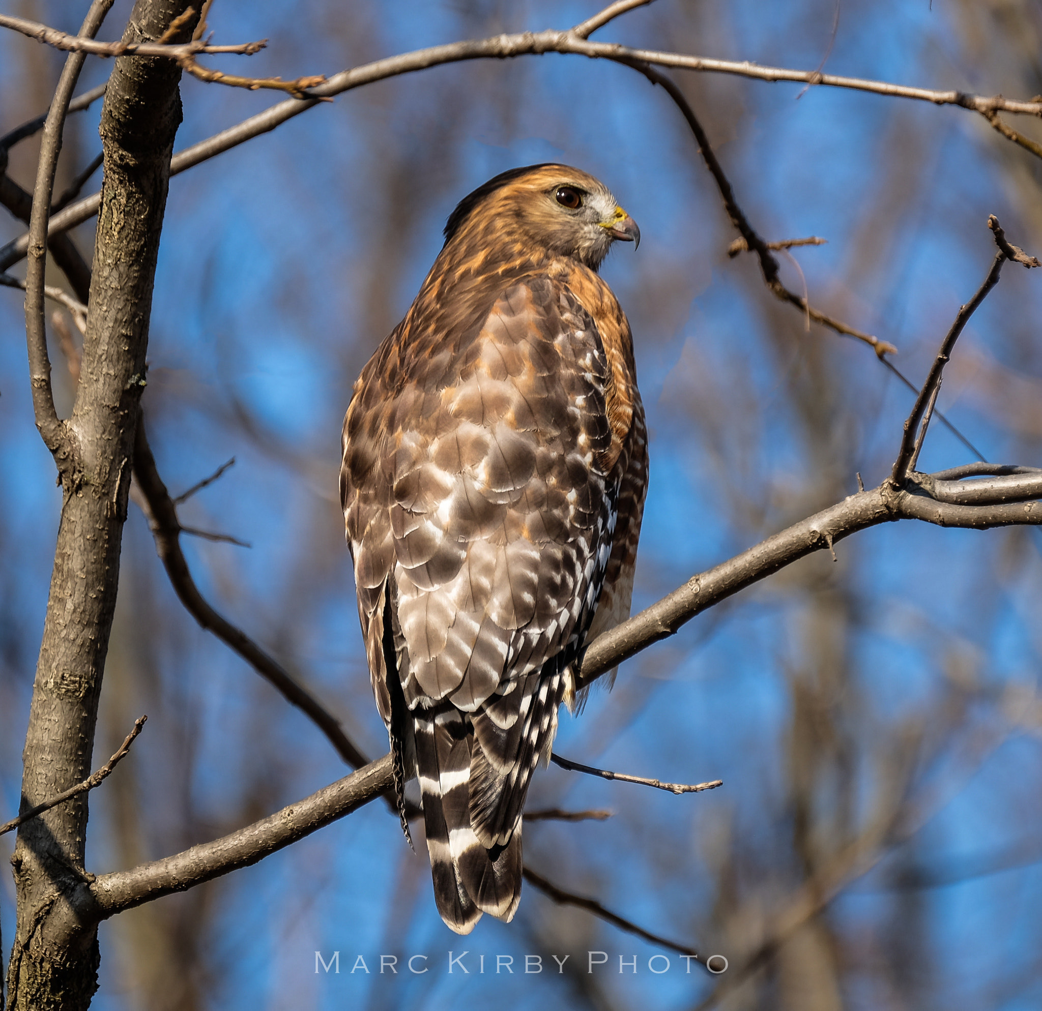 Fujifilm XF 100-400mm F4.5-5.6 R LM OIS WR sample photo. Ohio red shoulder hawk photography