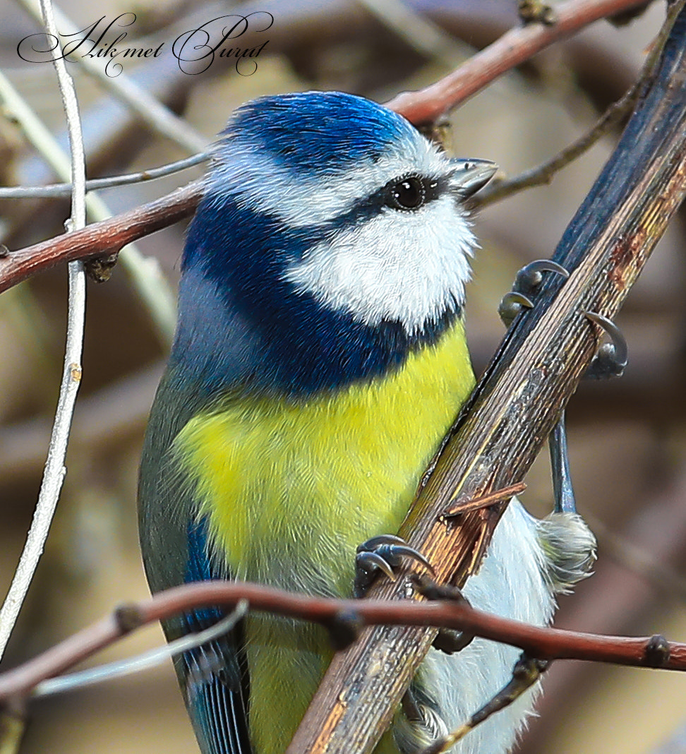 Canon EF 600mm f/4L IS sample photo