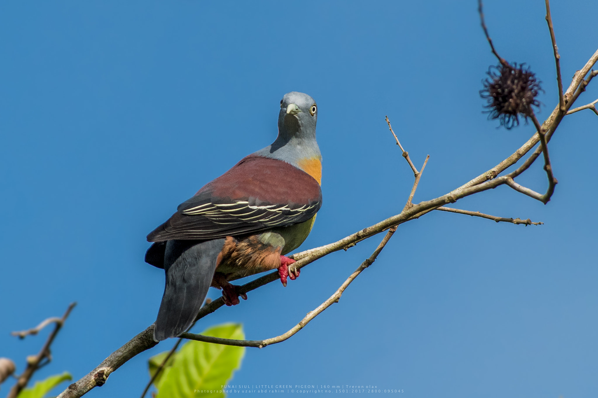 Nikon D810 + Nikon AF-S Nikkor 300mm F2.8G ED VR II sample photo. Little green pigeon (male) photography