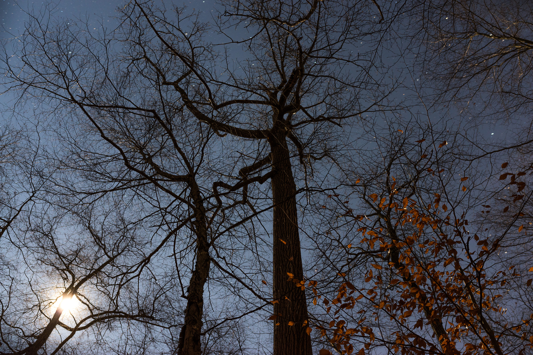 Pentax K-1 + Sigma 35mm F1.4 DG HSM Art sample photo. Moonlit night in the forest photography
