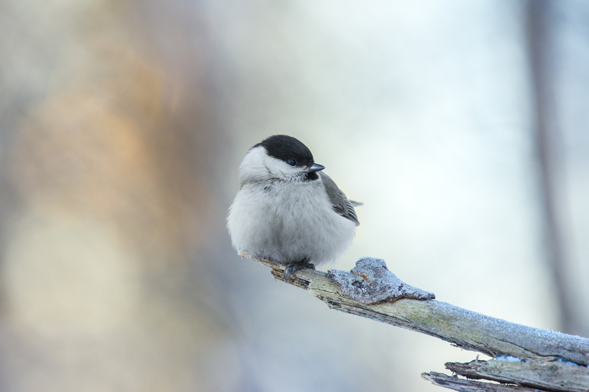 Nikon Nikkor AF-S 300mm F4E PF ED VR sample photo. Marsh tit photography