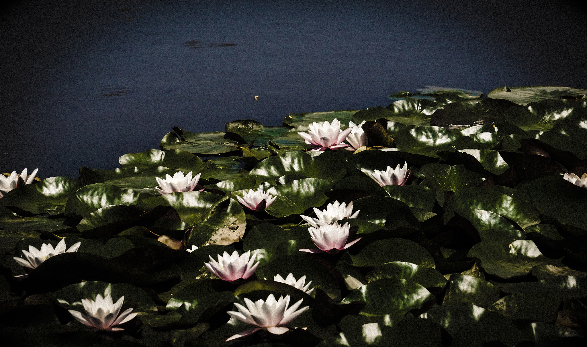 Sony SLT-A58 + Sony DT 55-200mm F4-5.6 SAM sample photo. Lily photography