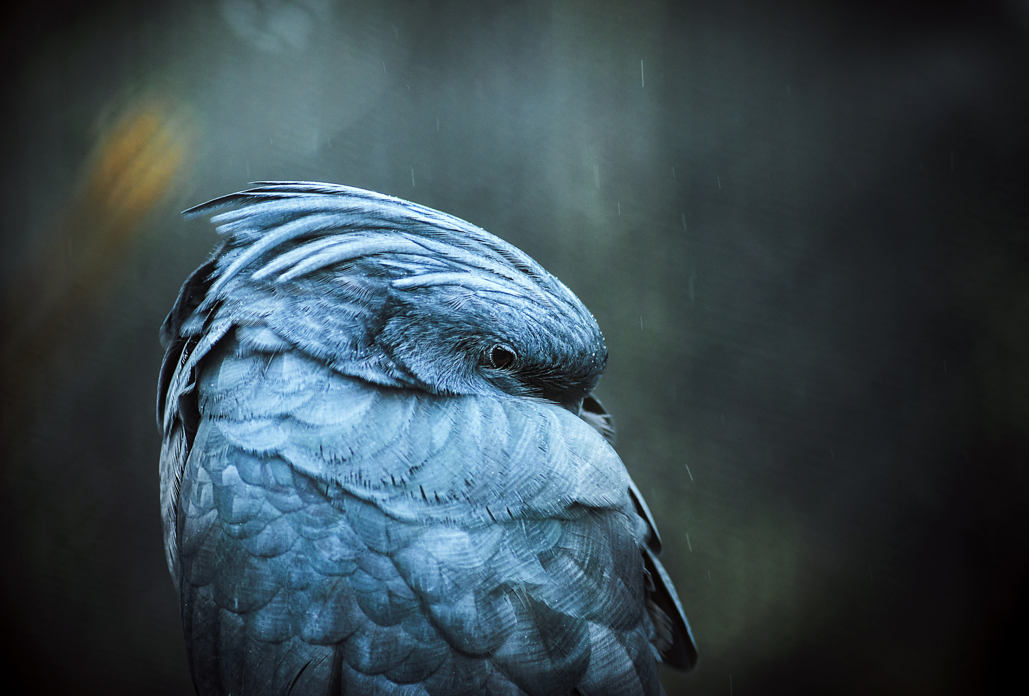 Minolta AF 300mm F4 HS-APO G sample photo. Under the rain photography