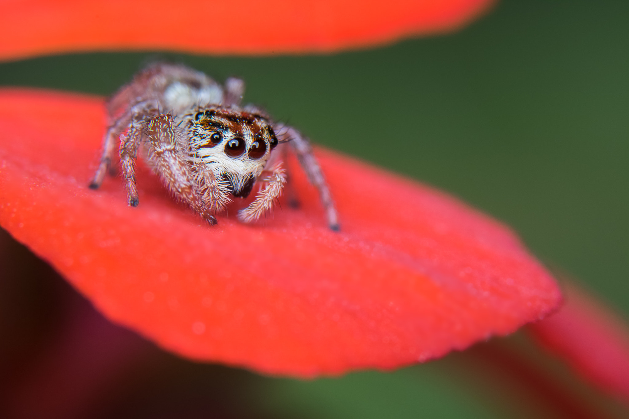 Canon EOS 750D (EOS Rebel T6i / EOS Kiss X8i) sample photo. Another jumping spider photography