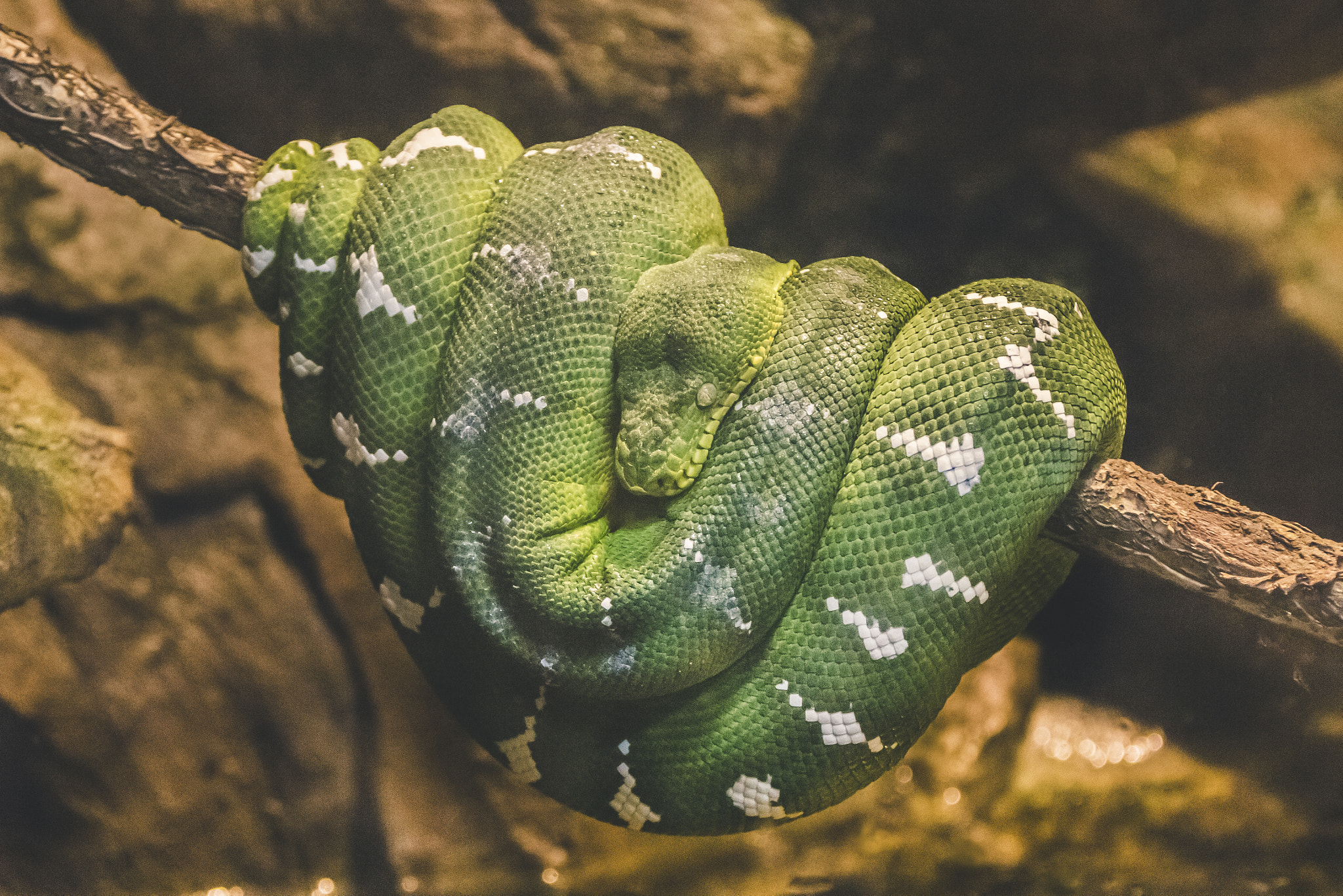 Canon EF 70-200mm F2.8L IS USM sample photo. Emerald tree boa 1 photography