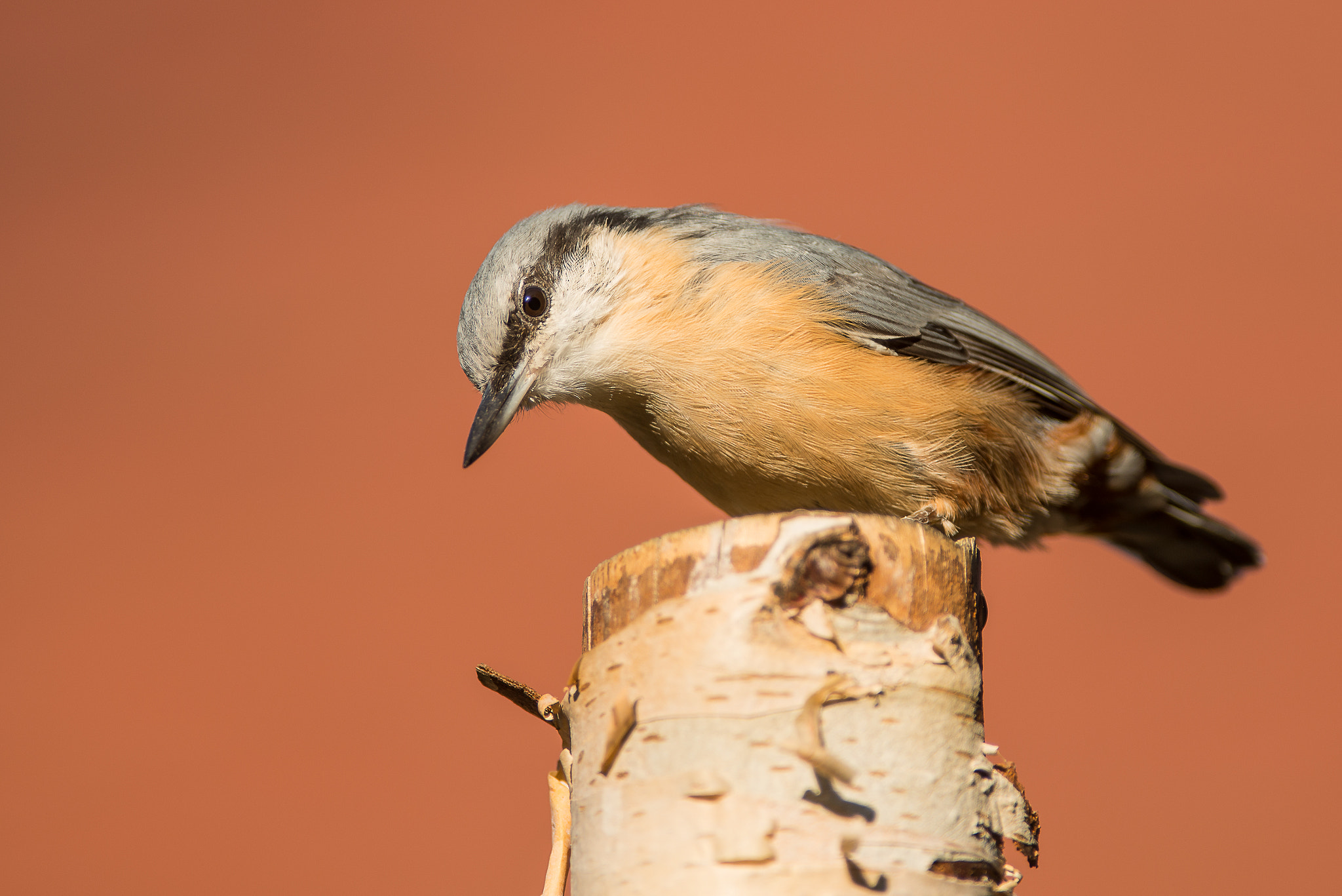 Nikon AF-S Nikkor 300mm F2.8G ED VR II sample photo. Nuthatch photography