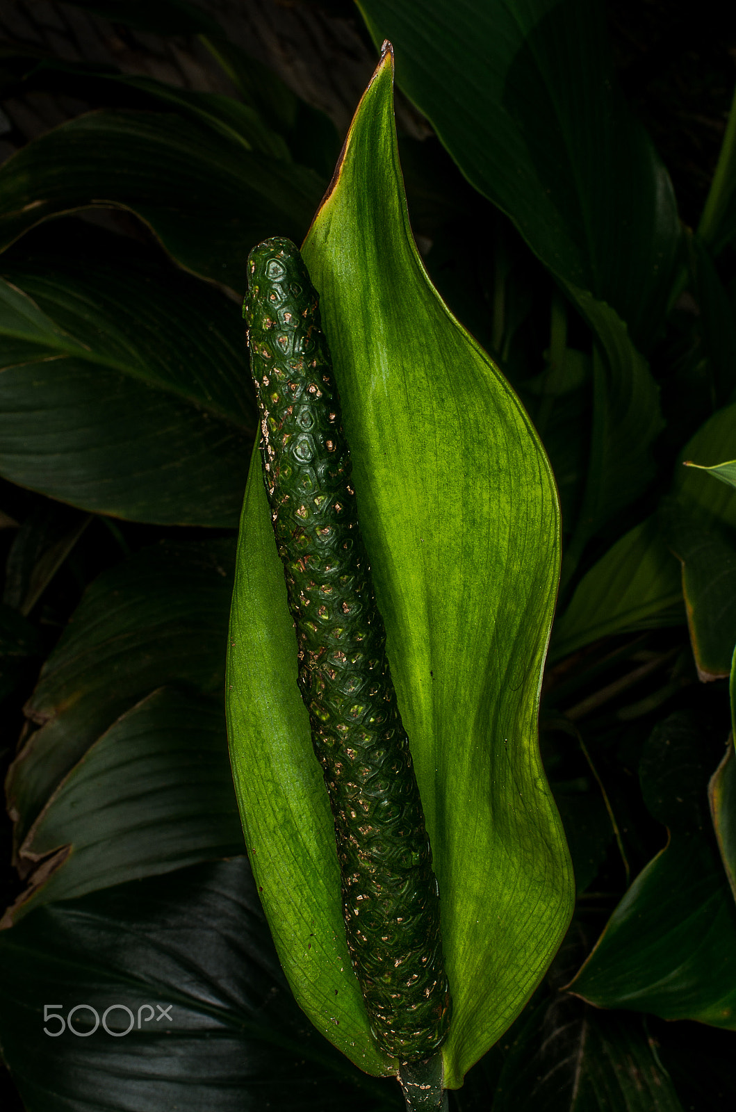 Pentax K-5 II sample photo. Green inflorescence photography