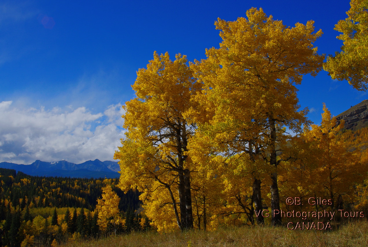 A Series Lens sample photo. Golden fall morning photography