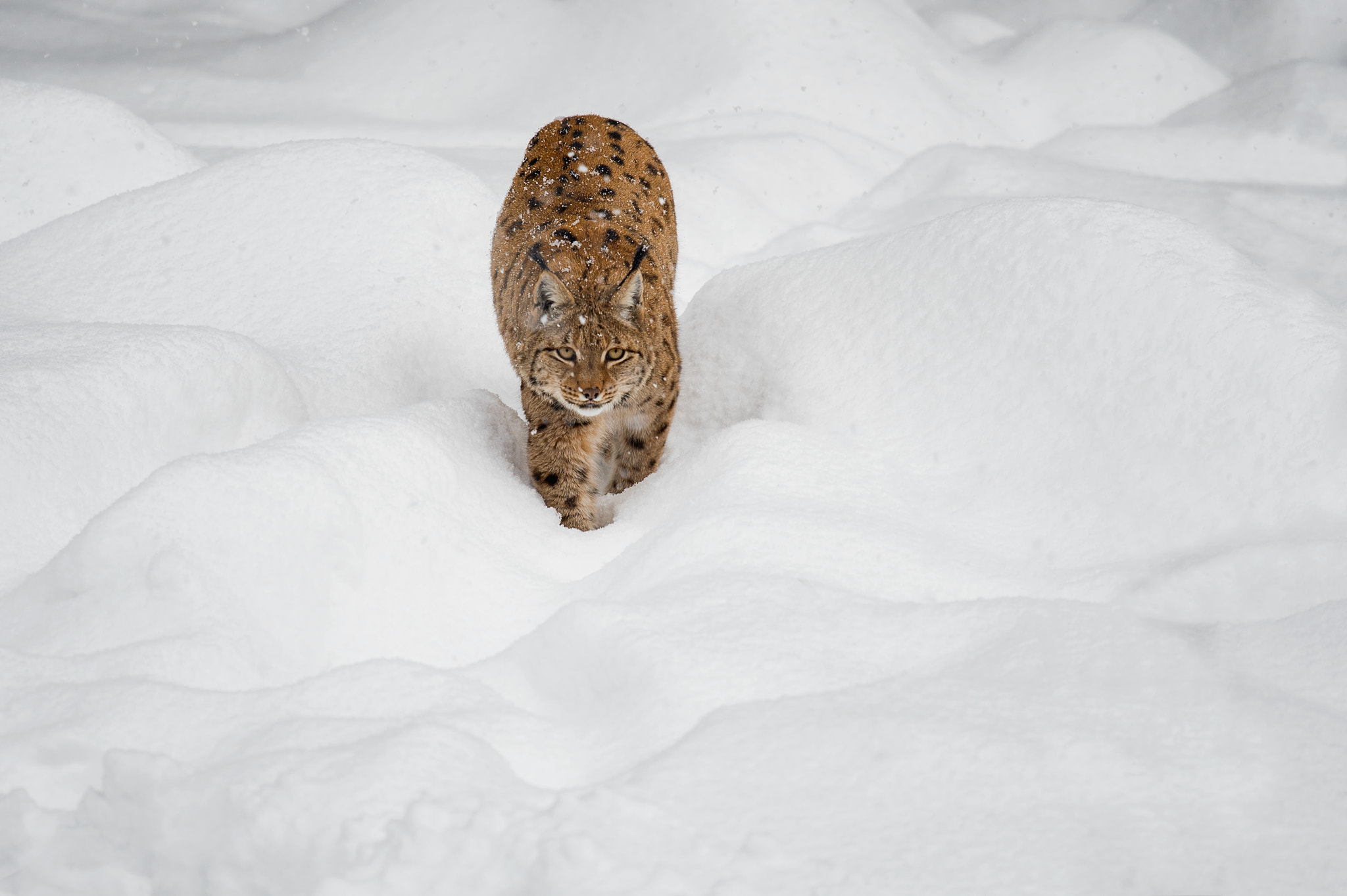 Nikon Nikkor AF-S 300mm F4E PF ED VR sample photo. Lynx photography