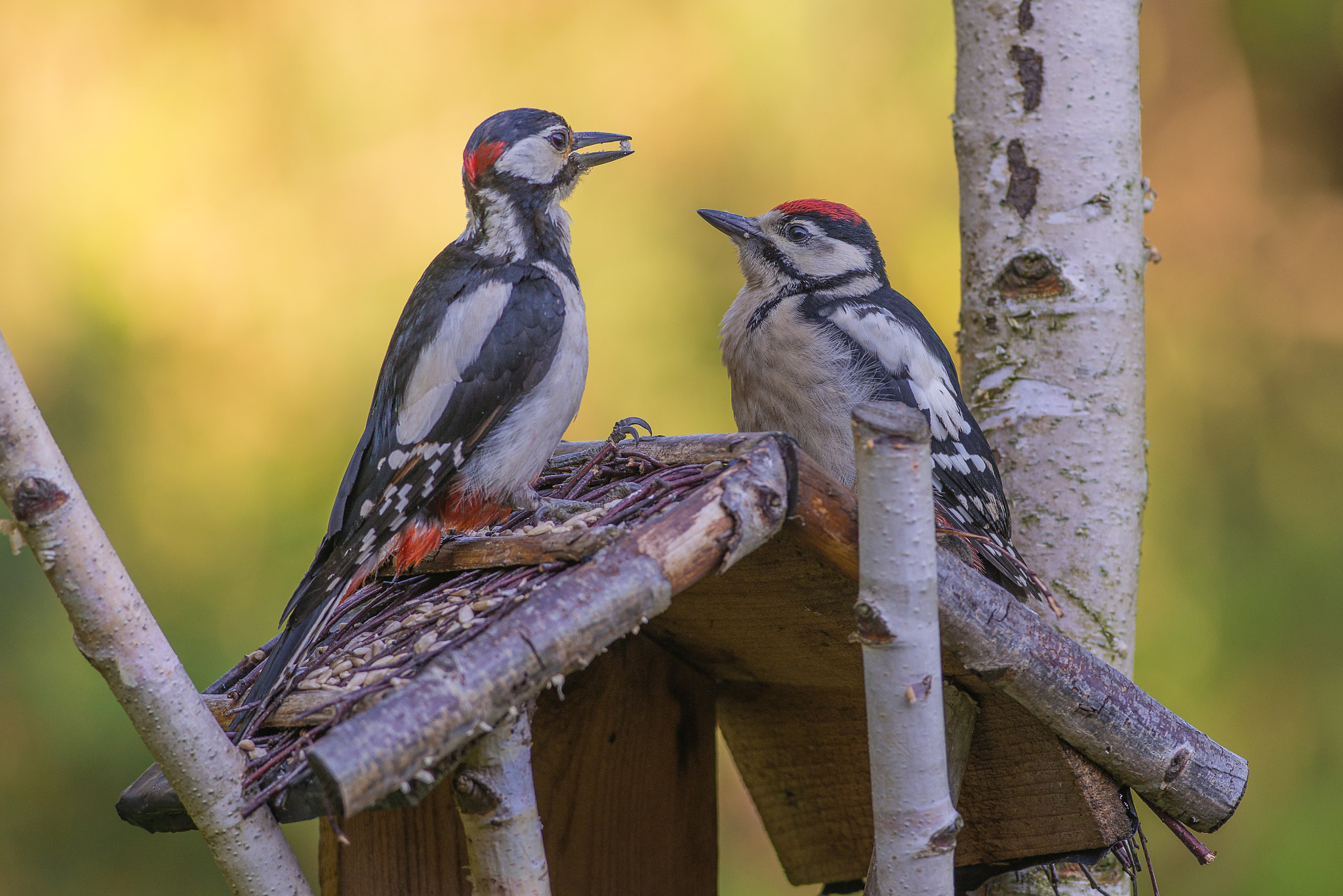 Nikon D800 sample photo. Great spotted woodpeckers. photography
