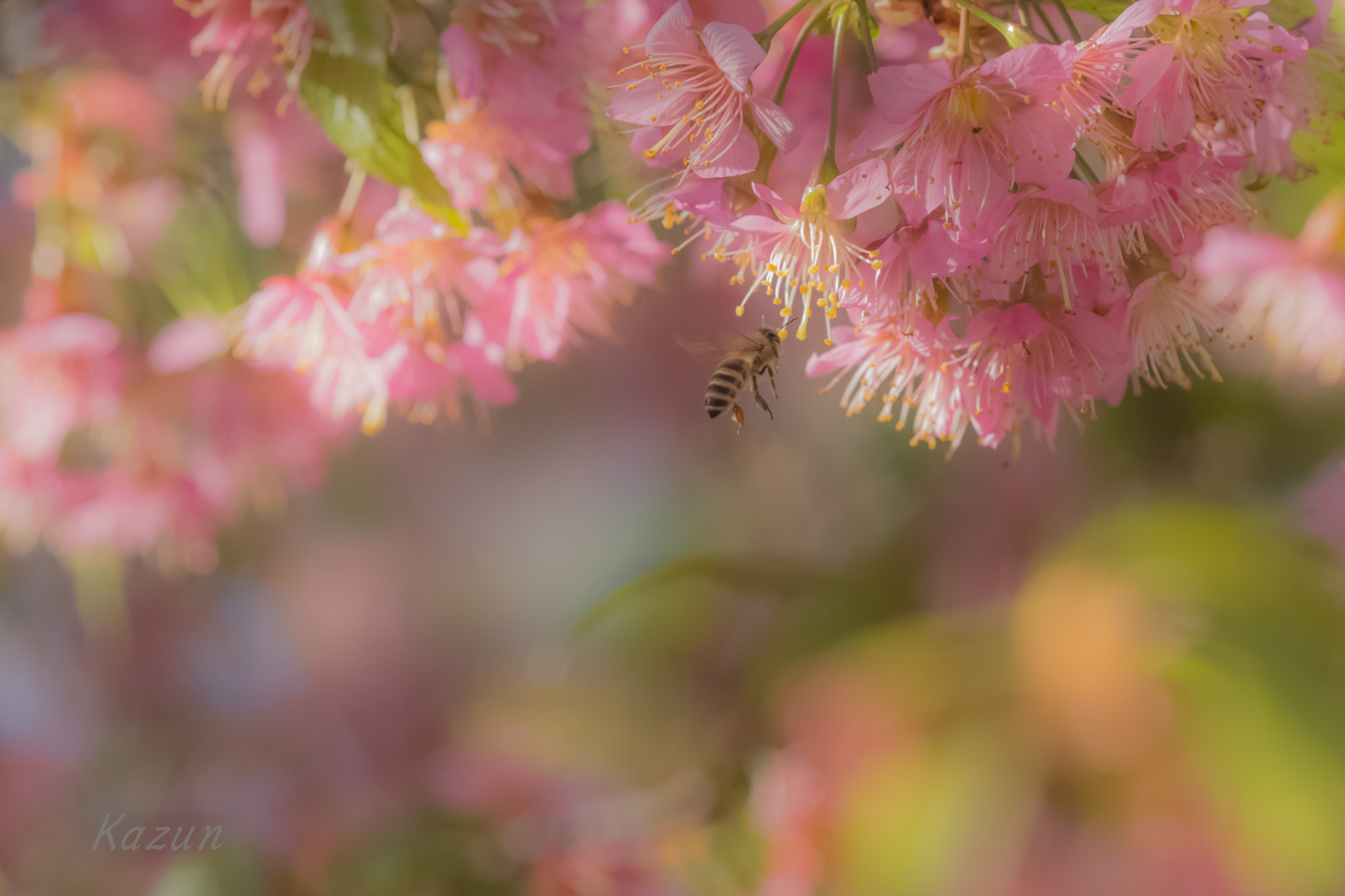 Nikon Nikkor AF-S 300mm F4E PF ED VR sample photo. Honey hunt! photography