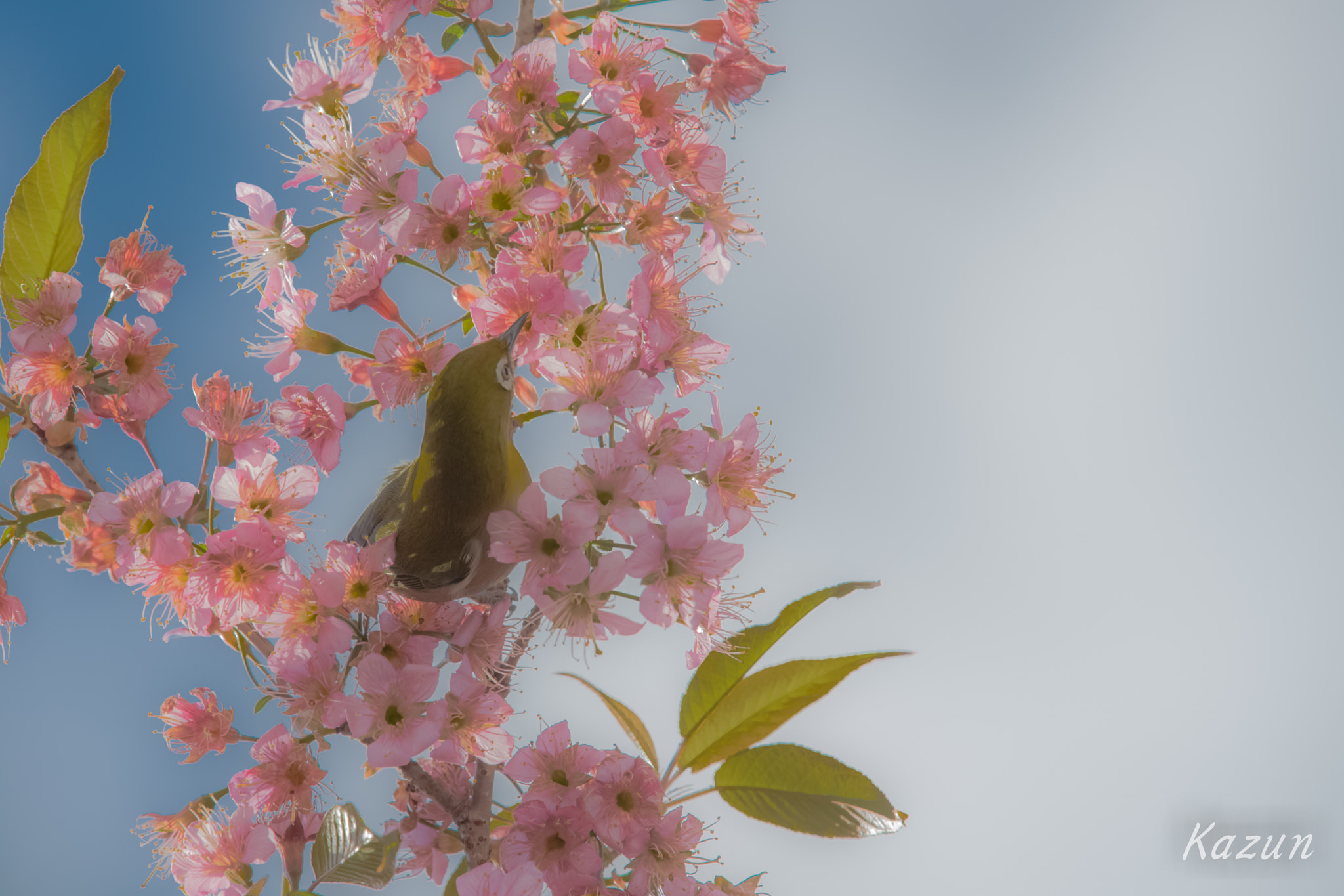 Nikon Nikkor AF-S 300mm F4E PF ED VR sample photo. Balance photography