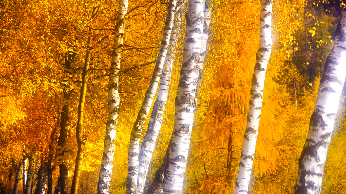 Canon EOS 650D (EOS Rebel T4i / EOS Kiss X6i) sample photo. Birches photography