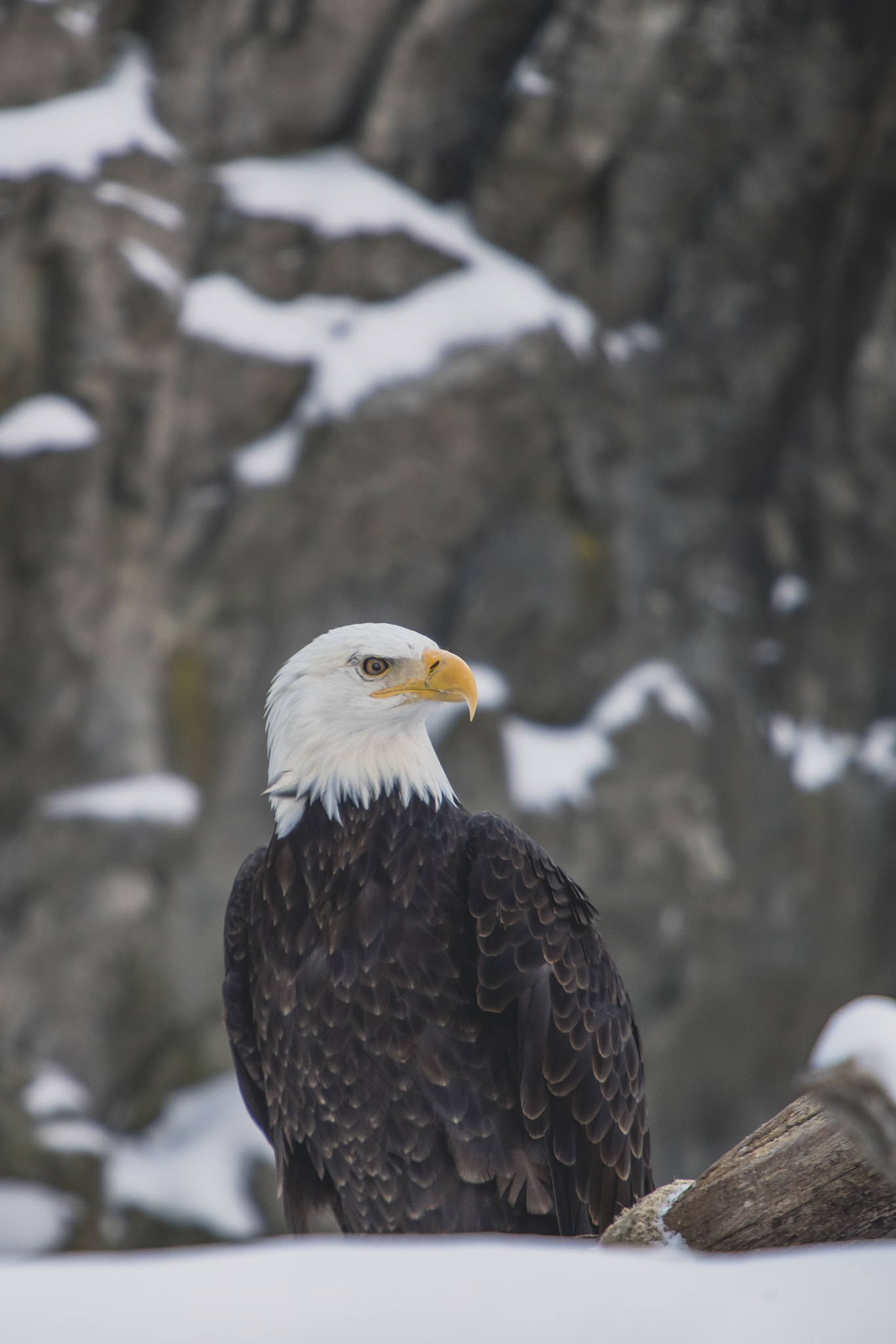 Canon EF 70-200mm F2.8L IS USM sample photo. Bald eagle 1 photography