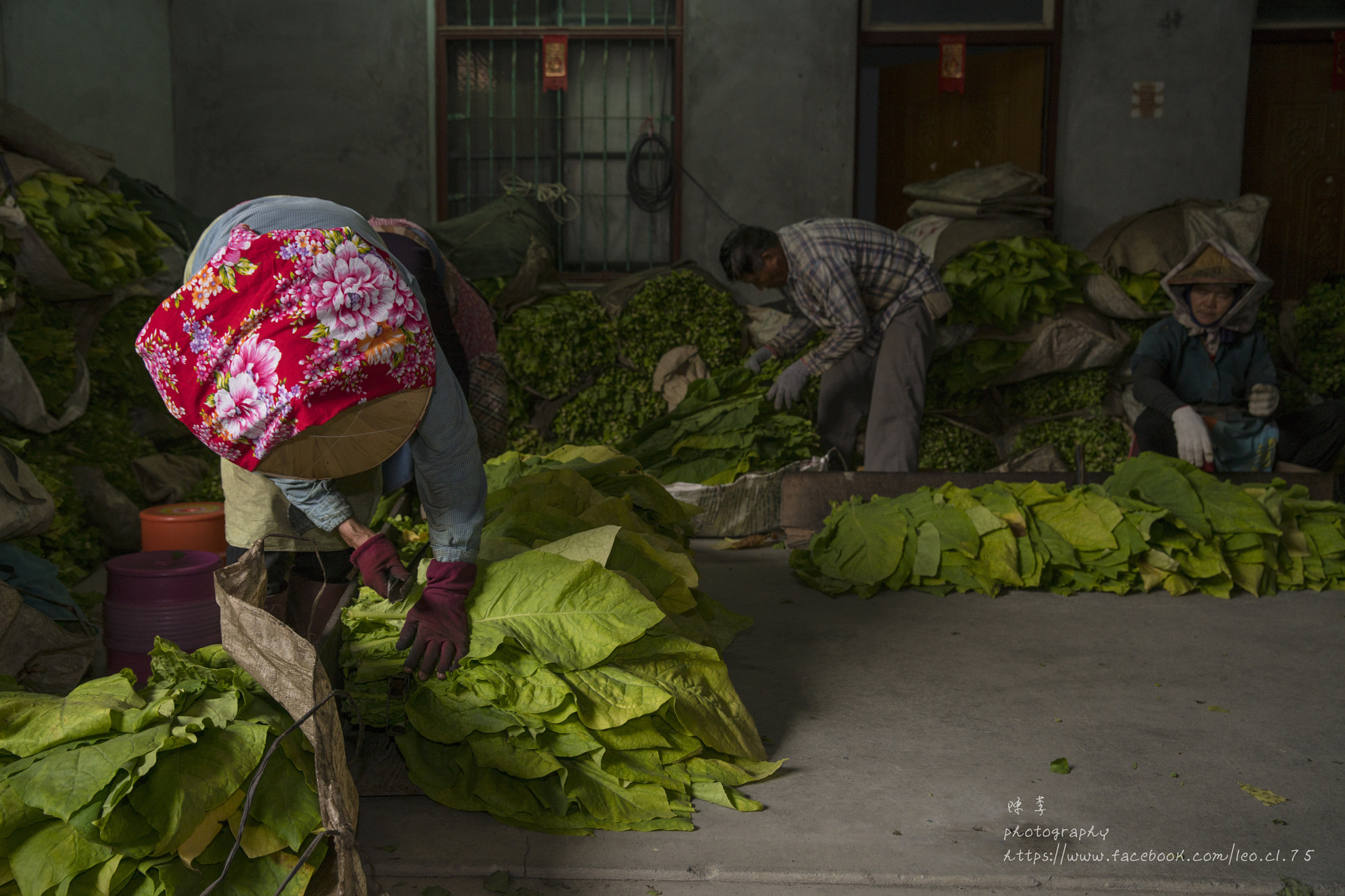 Canon EF 24-70mm F2.8L II USM sample photo. Tobacco leaf photography