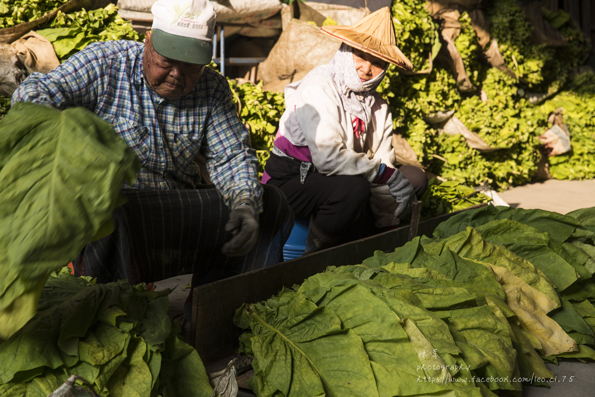 Canon EF 24-70mm F2.8L II USM sample photo. Tobacco leaf photography