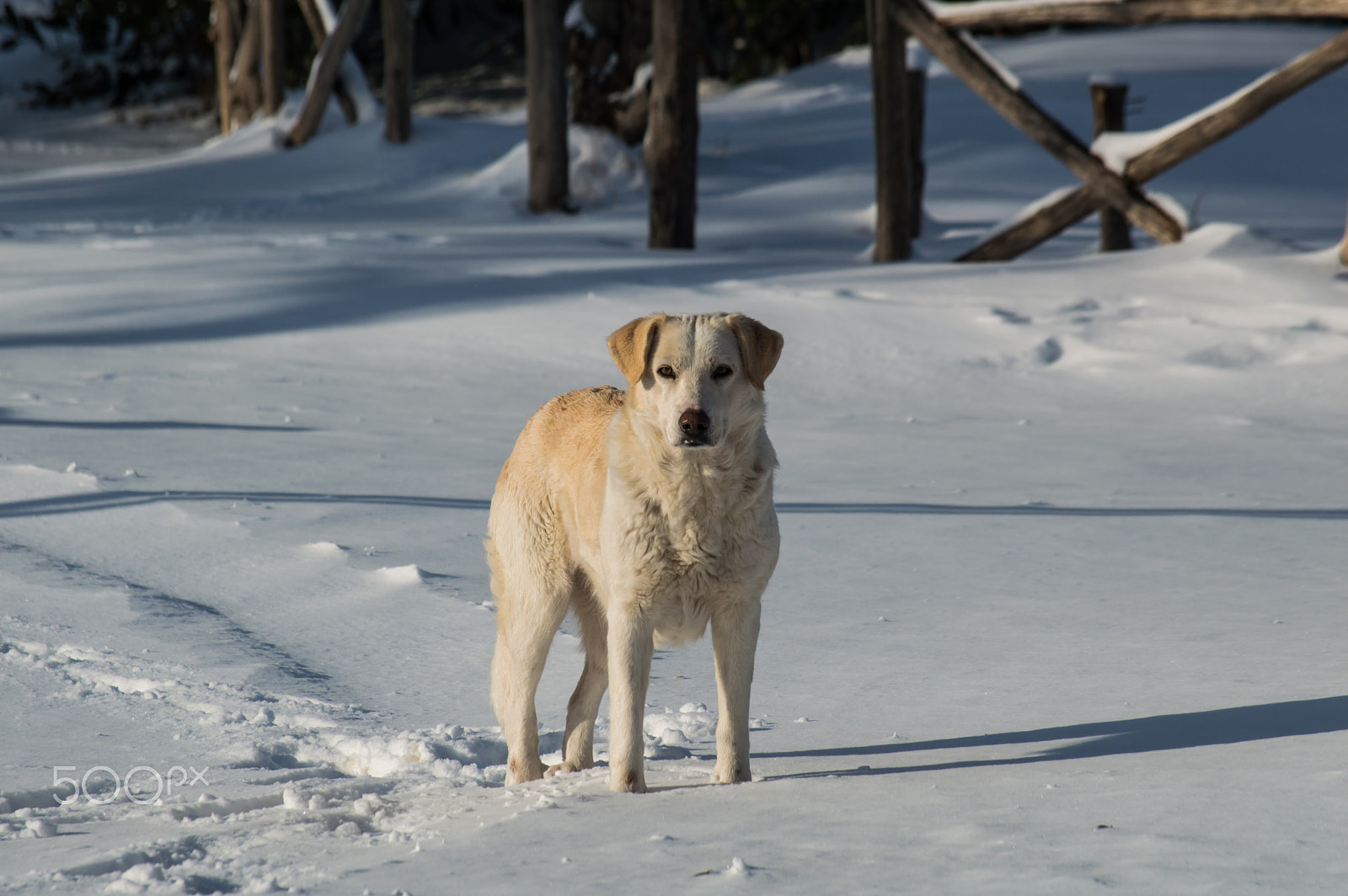 Nikon D3200 sample photo. White dog - white snow photography