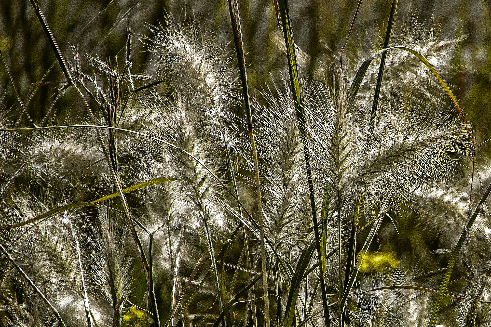 Canon EOS 70D + Tamron AF 18-270mm F3.5-6.3 Di II VC LD Aspherical (IF) MACRO sample photo. Grass photography