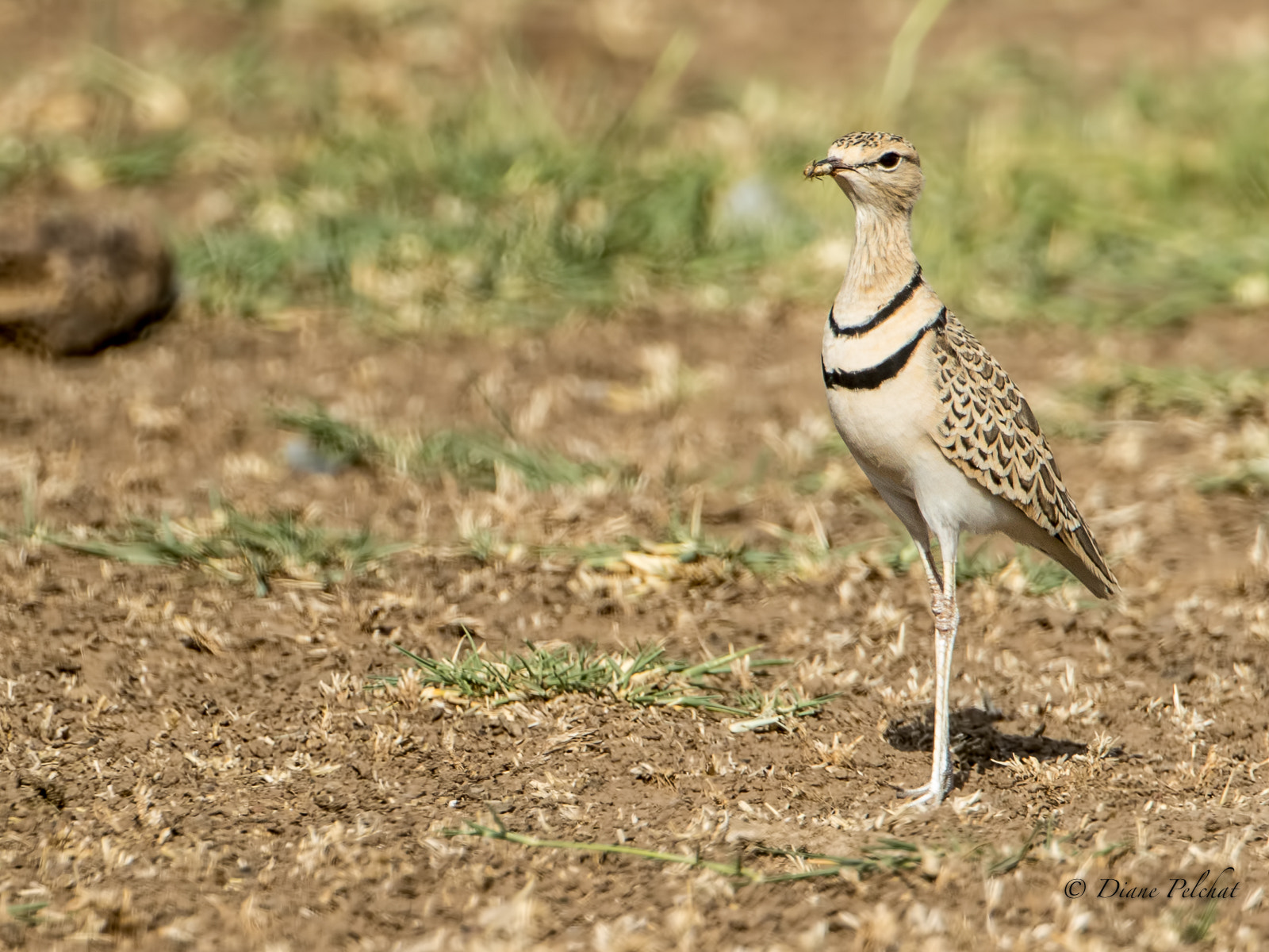 Canon EF 300mm F2.8L IS II USM sample photo. Camouflage (disambiguation) photography