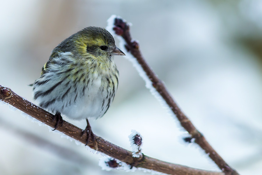 Canon EOS 6D + Canon EF 300mm F4L IS USM sample photo. Zeisig im winter photography