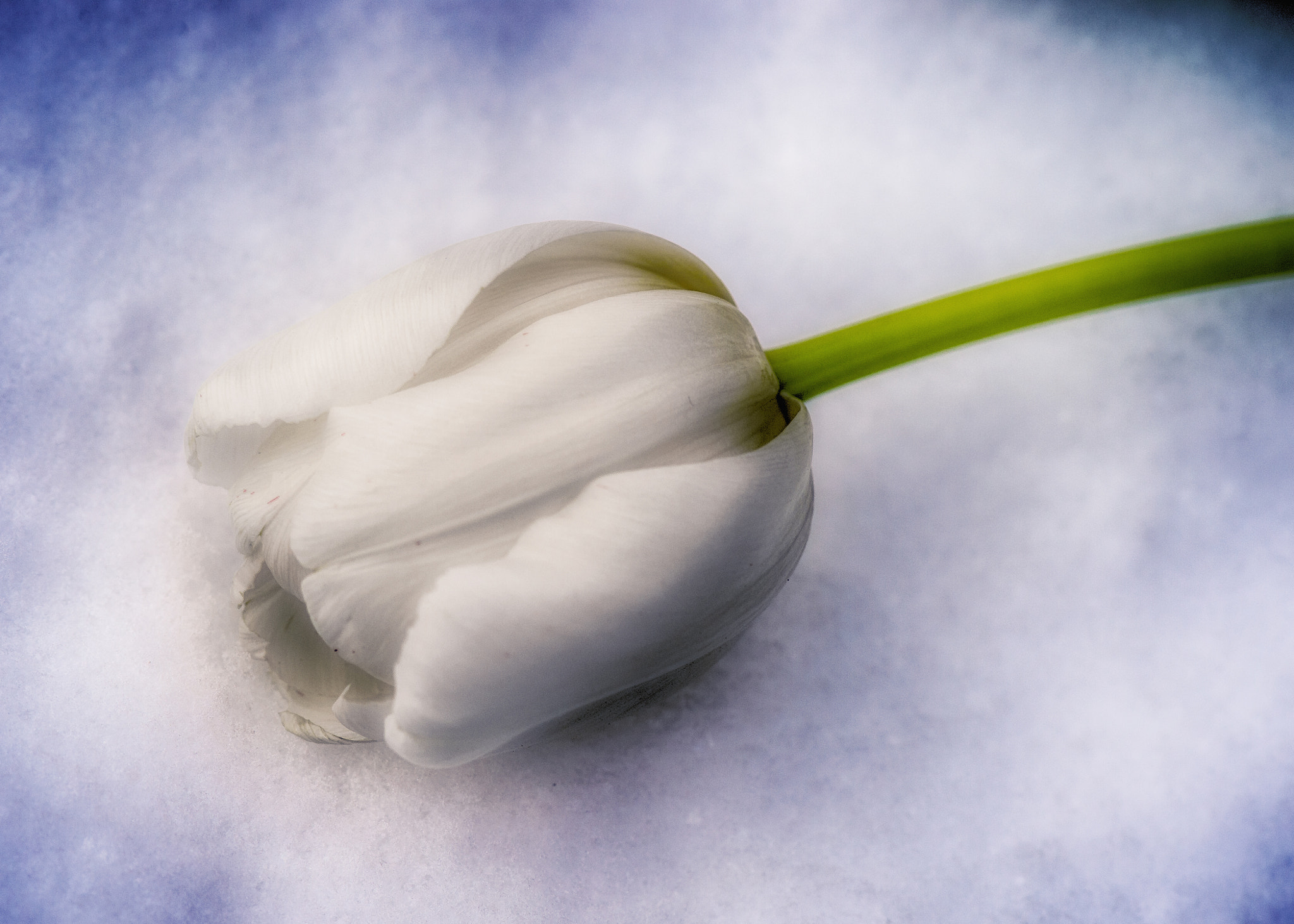 Nikon D4 sample photo. Innocent white tulip photography