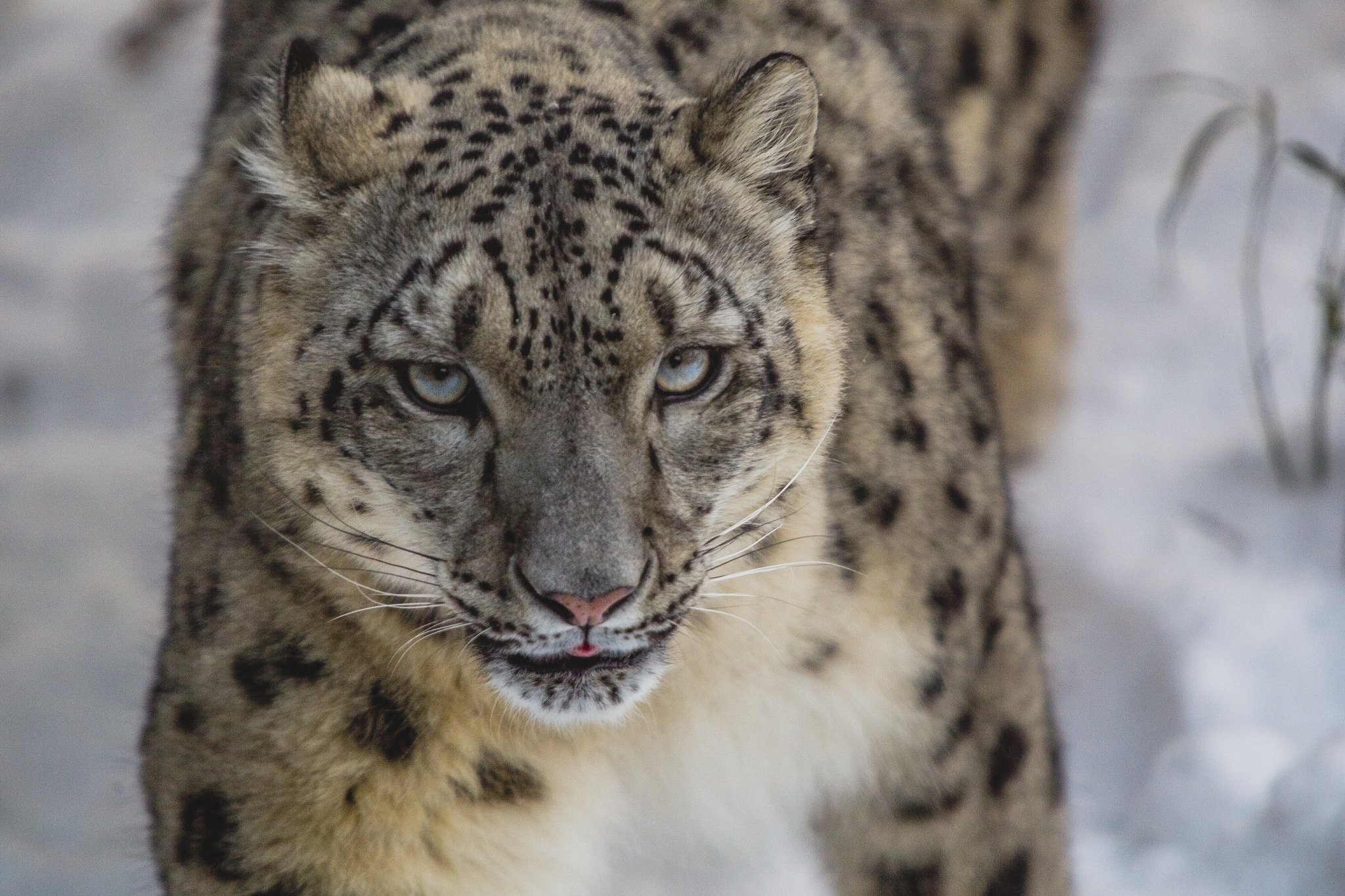Canon EF 70-200mm F2.8L IS USM sample photo. Snow leopard 1 photography