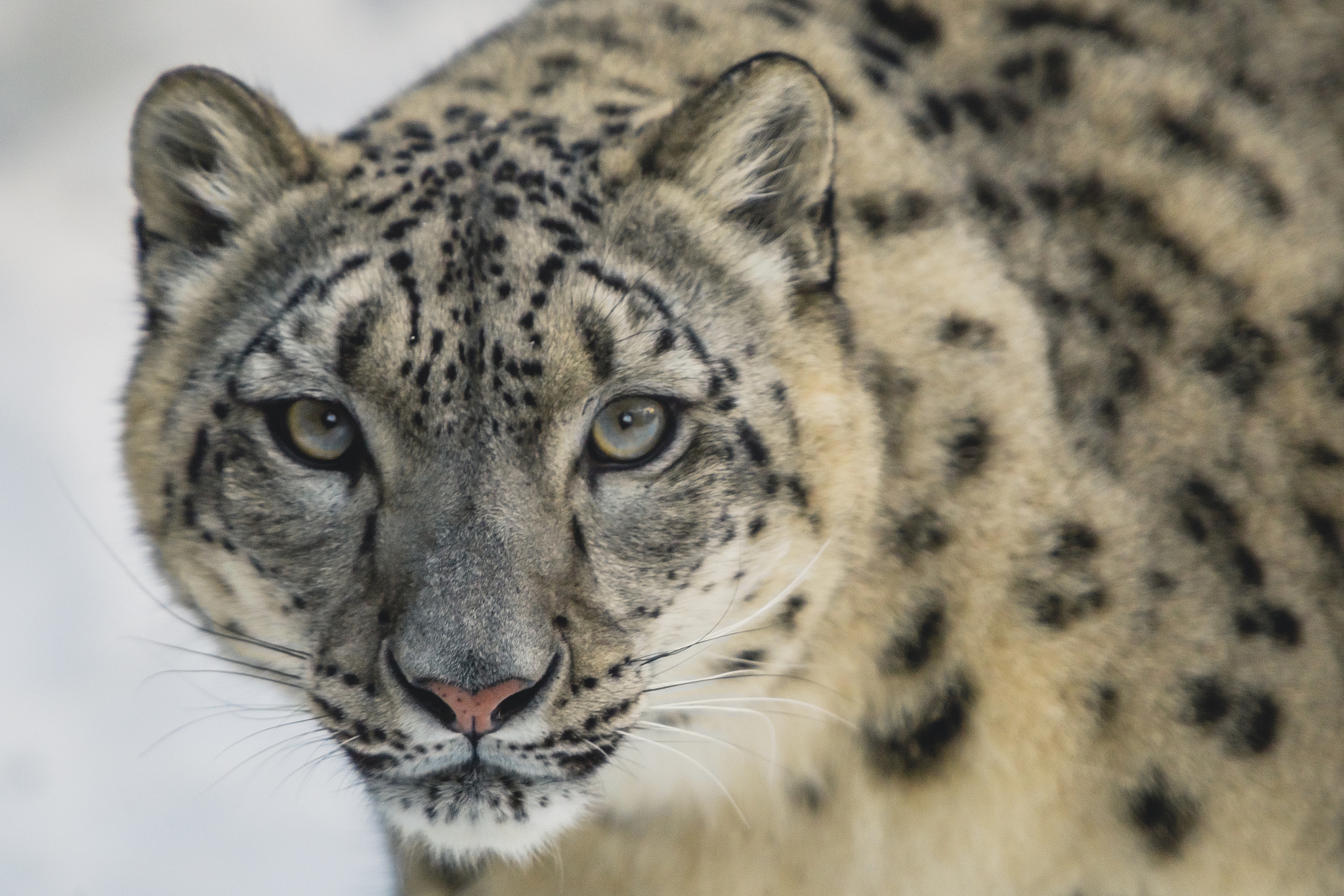 Canon EOS 6D sample photo. Female snow leopard portrait photography