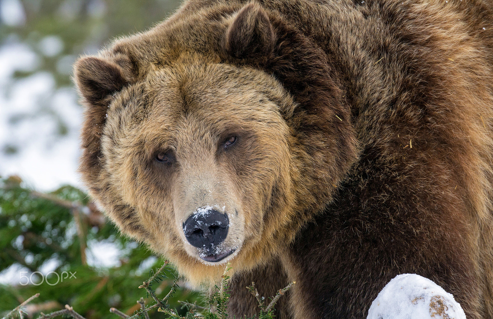 Canon EOS 60D sample photo. Grizzly bear making eye contact photography