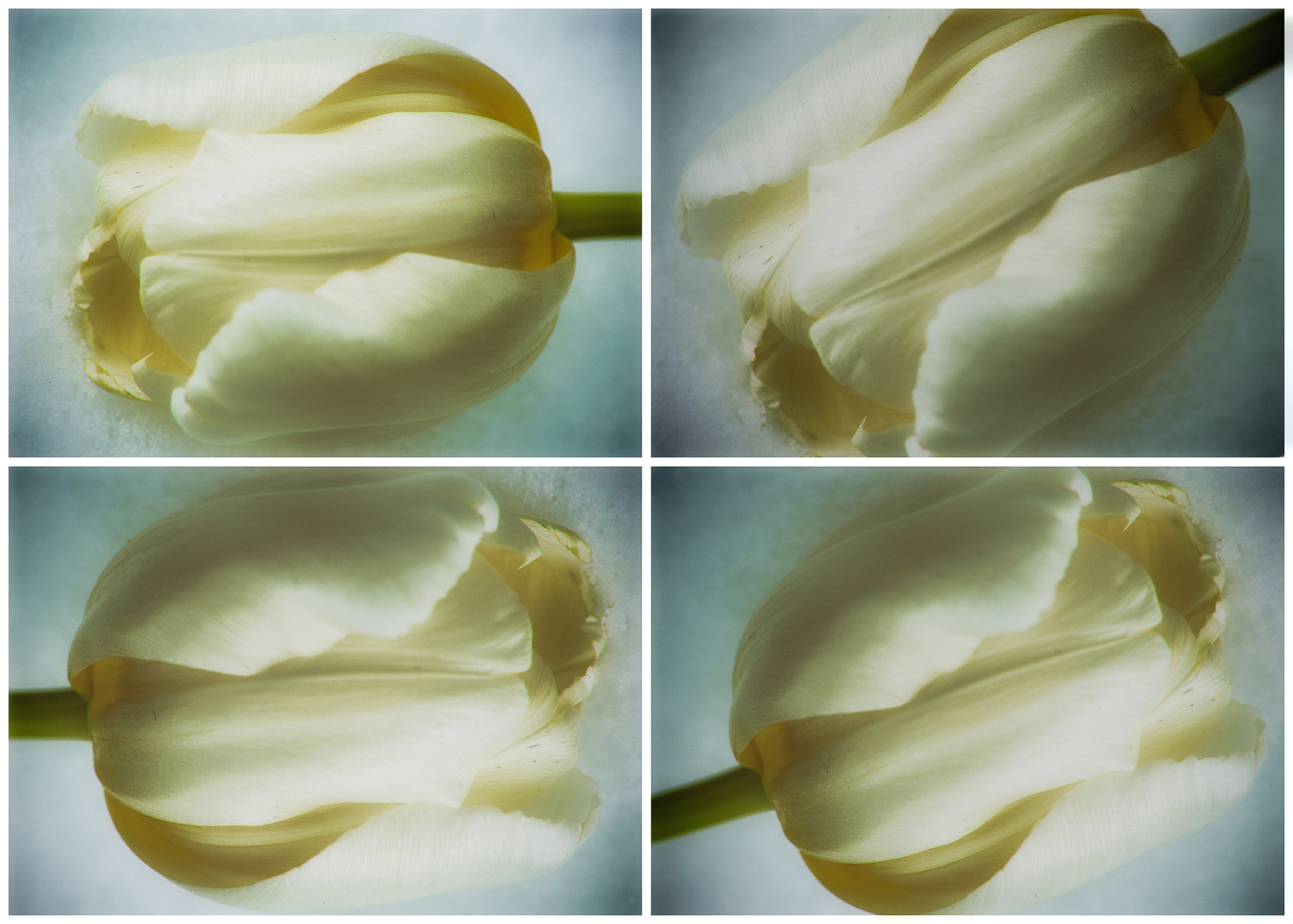 Nikon D4 sample photo. Tulips in snow photography