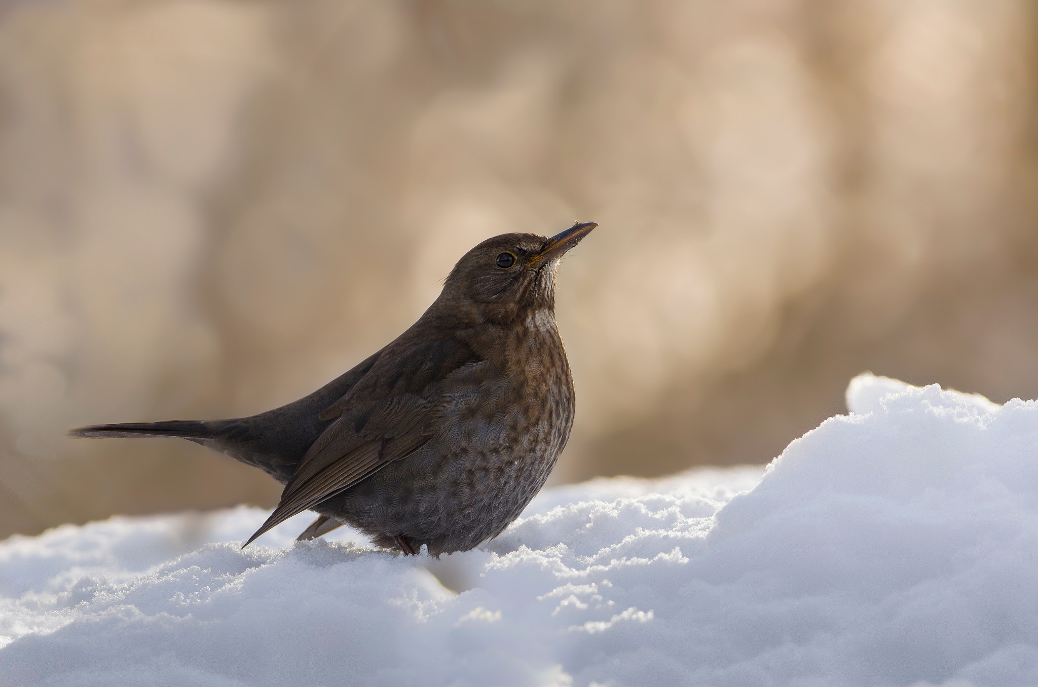 Sigma 150-600mm F5-6.3 DG OS HSM | C sample photo. Blackbird photography