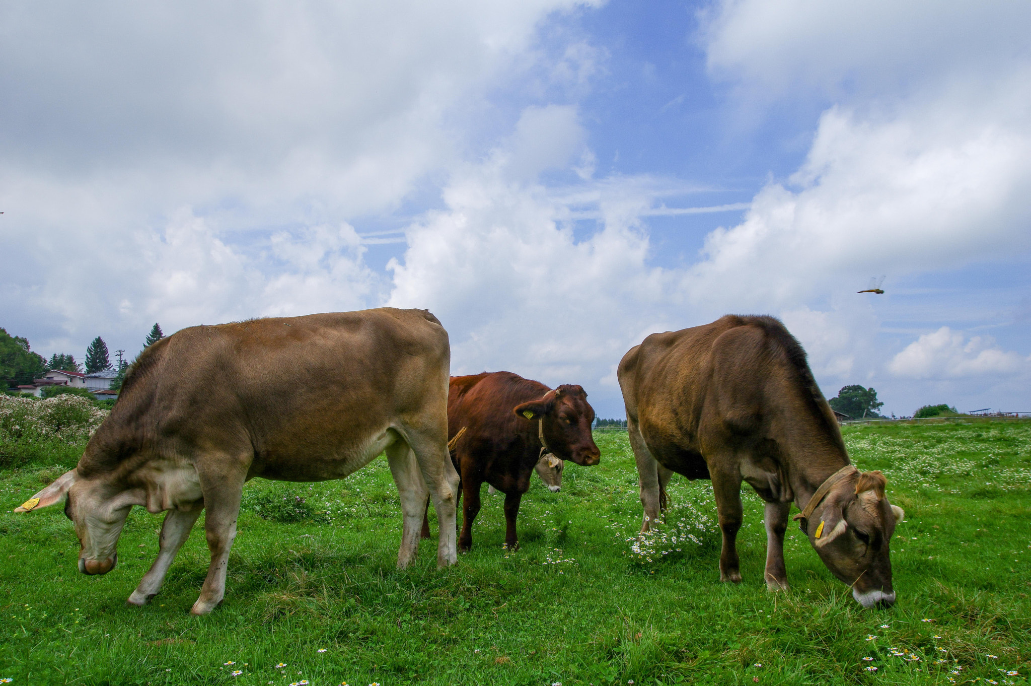 Pentax K-3 sample photo. Cattle farm photography