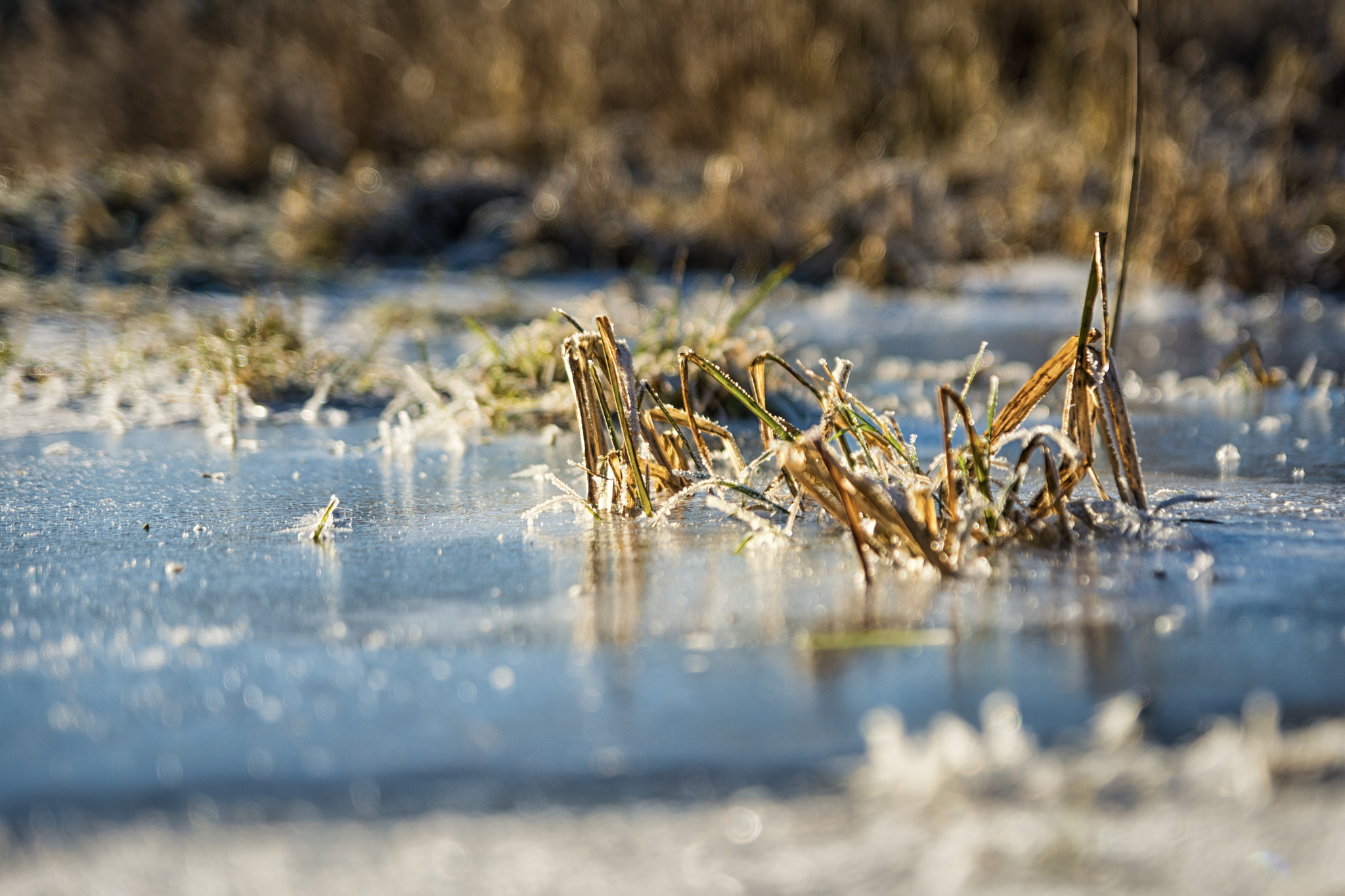 Nikon D7200 sample photo. Grass in the frozen puddle photography
