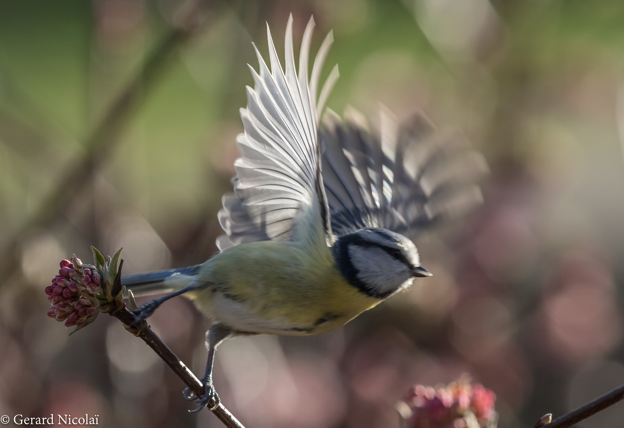Canon EOS 7D Mark II sample photo. Blue tit flying photography