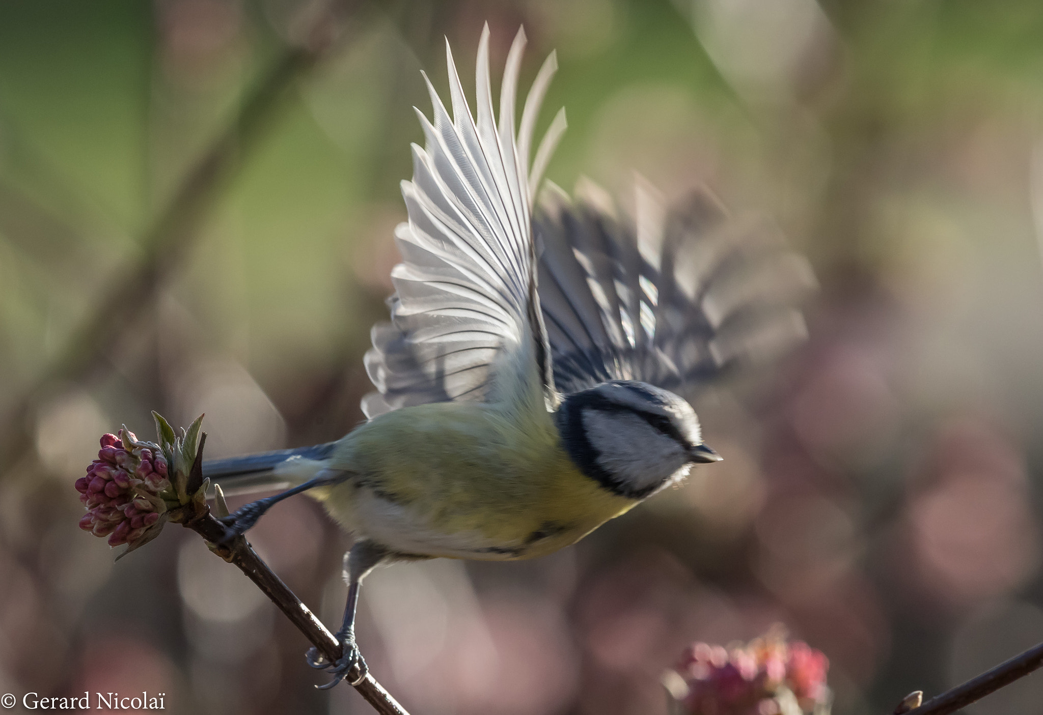 Canon EF 300mm F2.8L IS USM sample photo. Blue tit flying photography