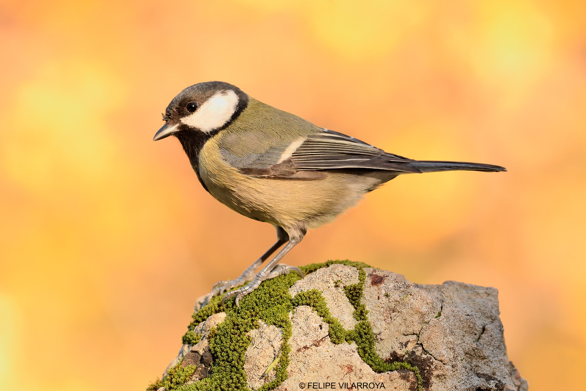 Nikon D7200 + Nikon AF-S Nikkor 300mm F4D ED-IF sample photo. Live wire photography