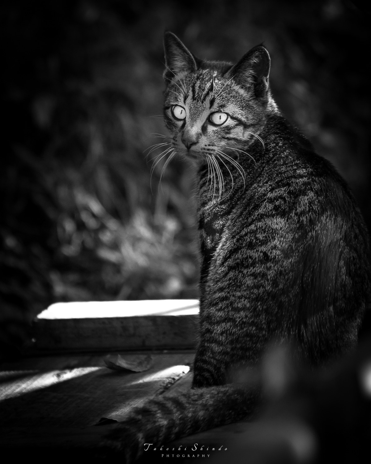 Sony a7R sample photo. Amakusa's free cat photography