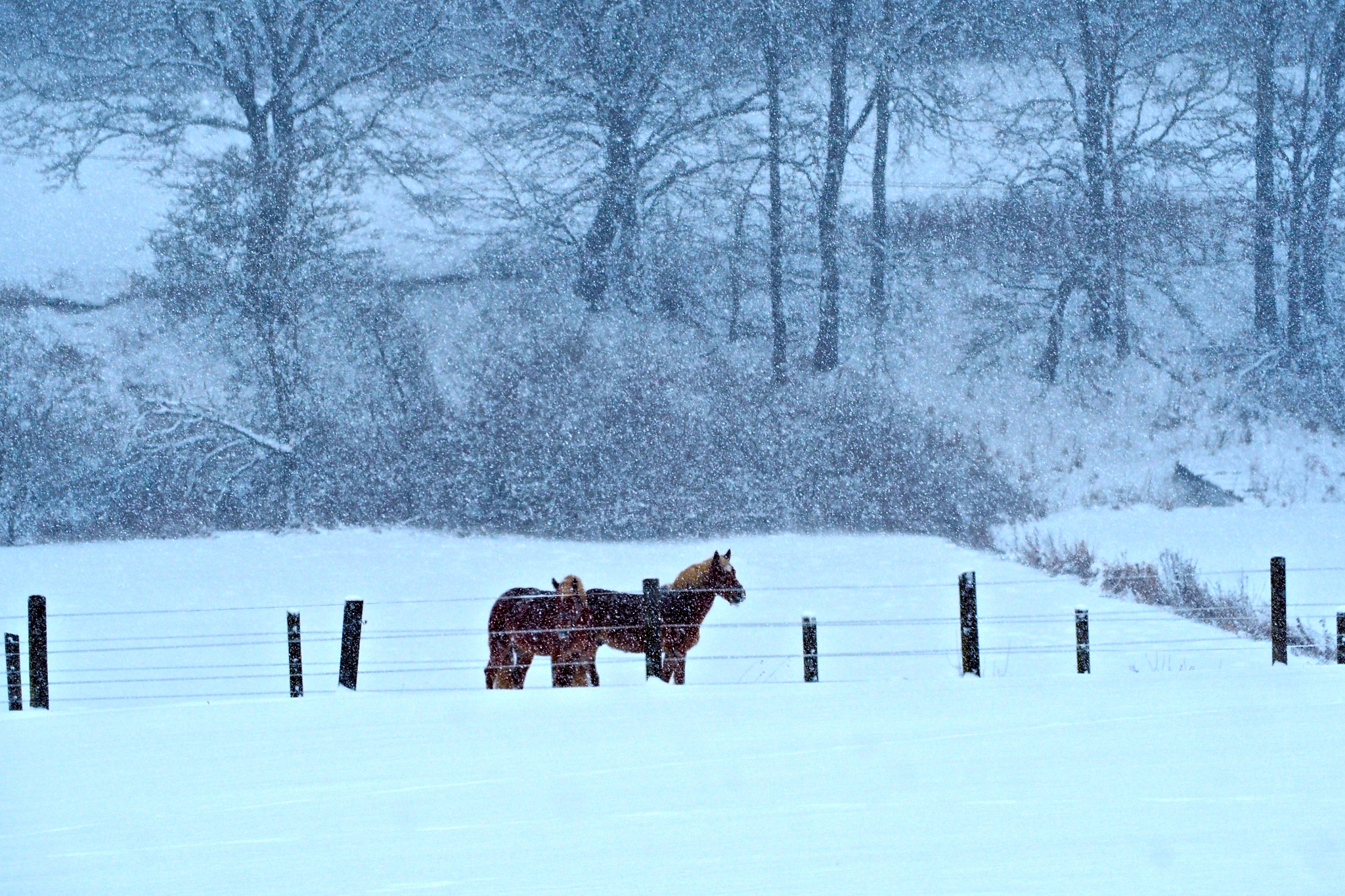 Olympus OM-D E-M5 II sample photo. Pony winter photography