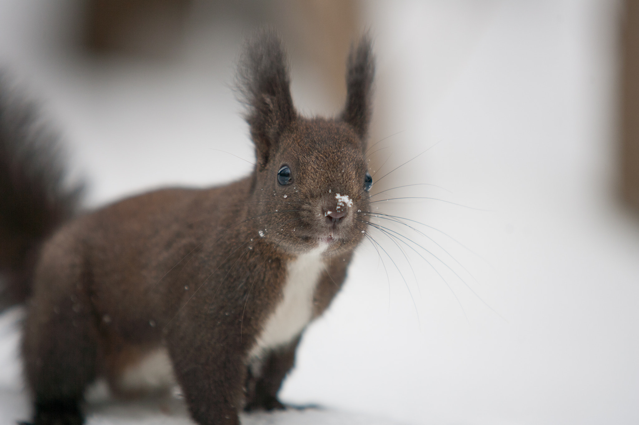 Canon EOS-1D Mark II N sample photo. Squirrel photography