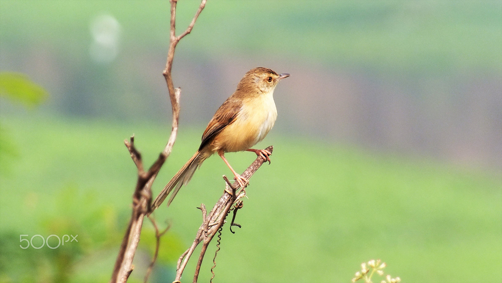 Fujifilm FinePix HS28EXR sample photo. Indian wren warbler photography