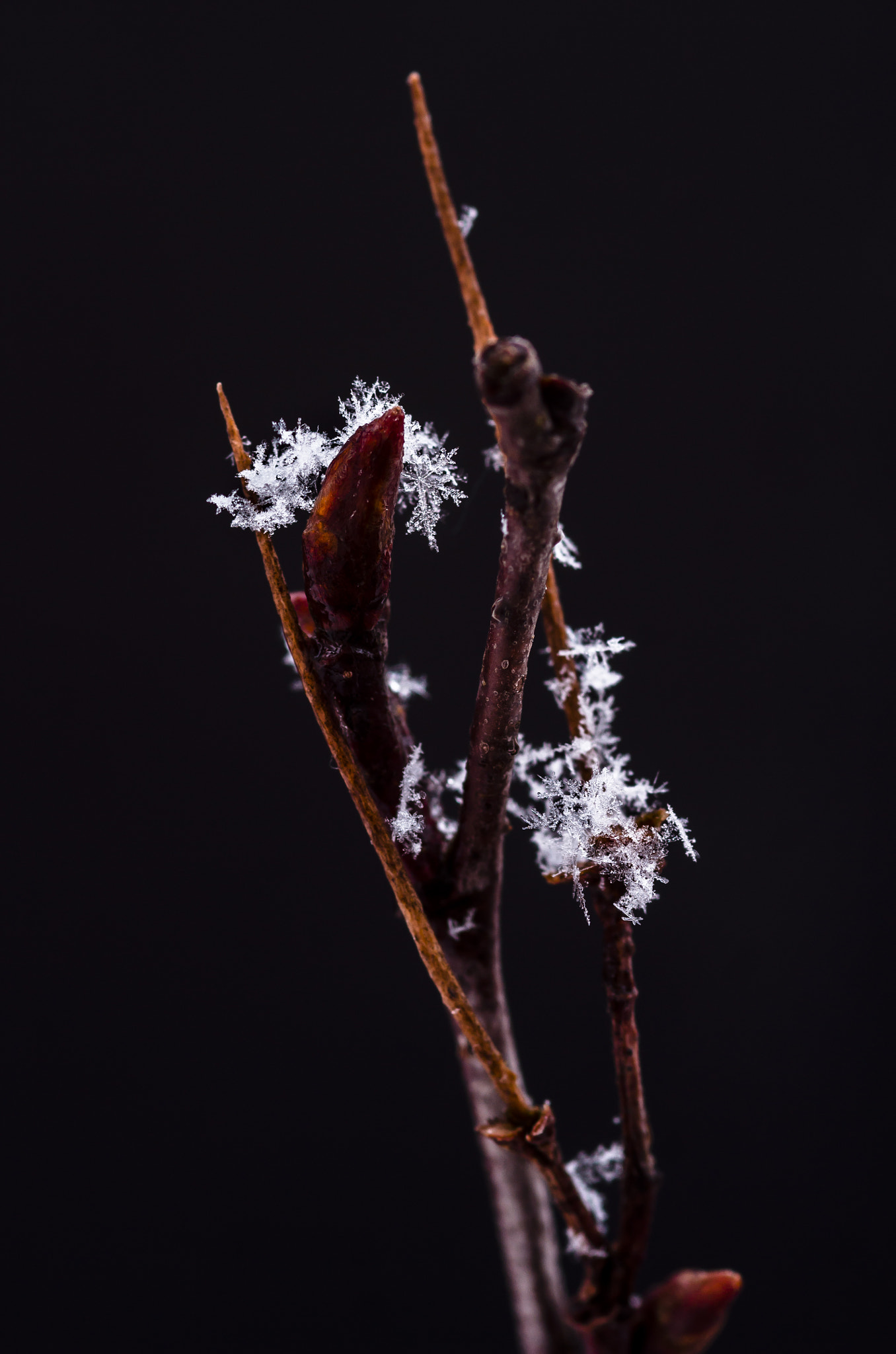 Canon EOS 600D (Rebel EOS T3i / EOS Kiss X5) + Sigma 105mm F2.8 EX DG Macro sample photo. Snow flake photography