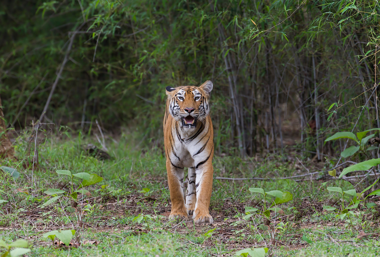 Canon EOS-1D Mark IV + Canon EF 200-400mm F4L IS USM Extender 1.4x sample photo. Tigress maya !! photography