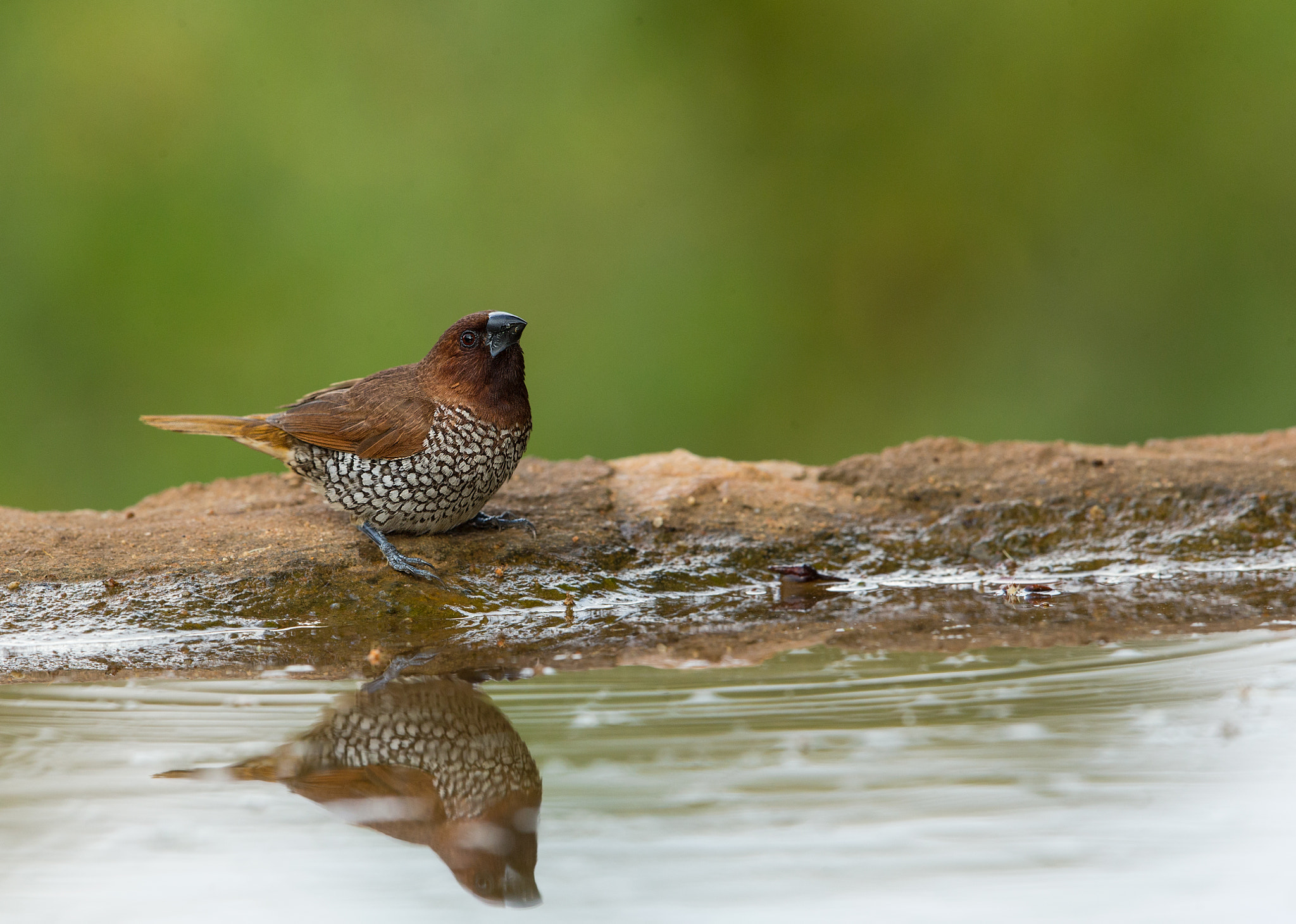 Canon EF 500mm F4L IS II USM sample photo. Munia photography